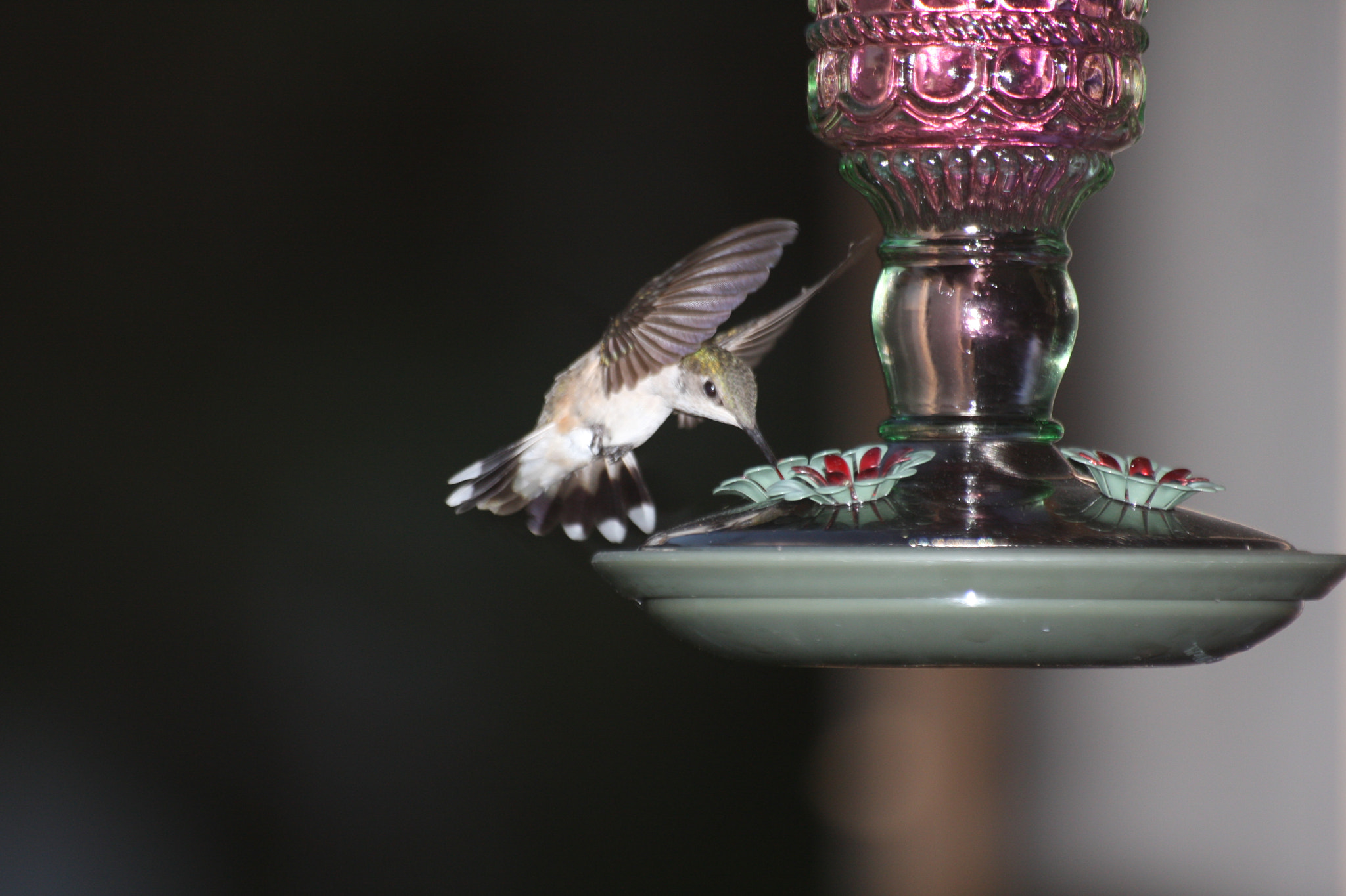 Sigma 70-300mm F4-5.6 APO DG Macro sample photo. Colibrie photography