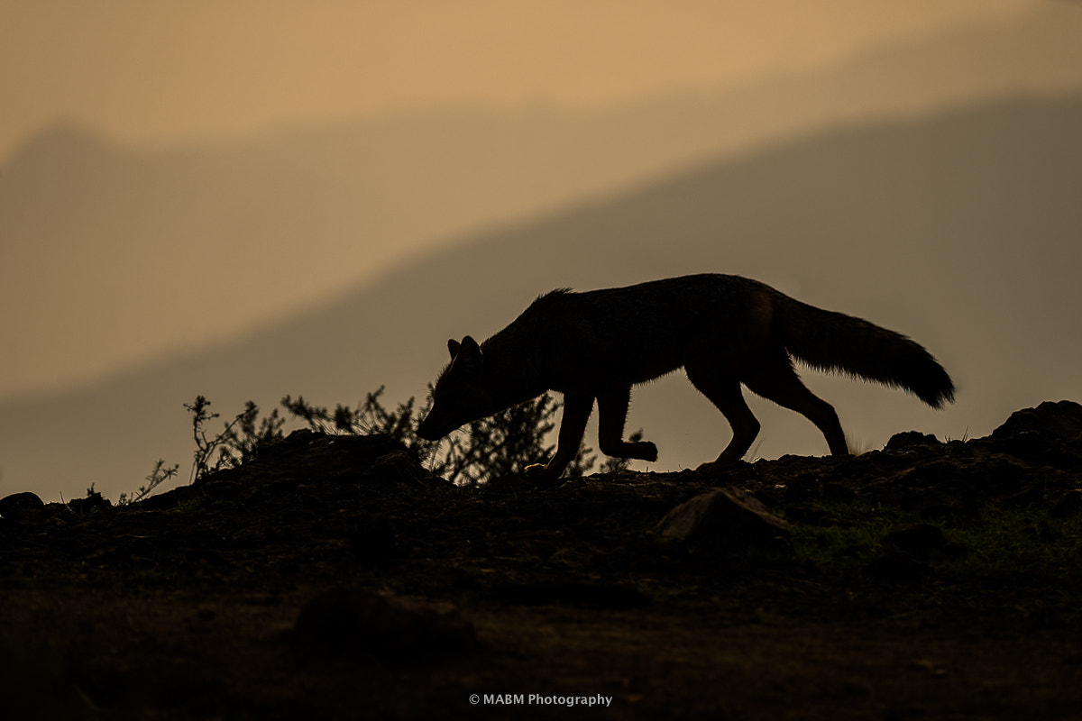 Sony a7 II + Tamron SP 150-600mm F5-6.3 Di VC USD sample photo. Zorro andino photography