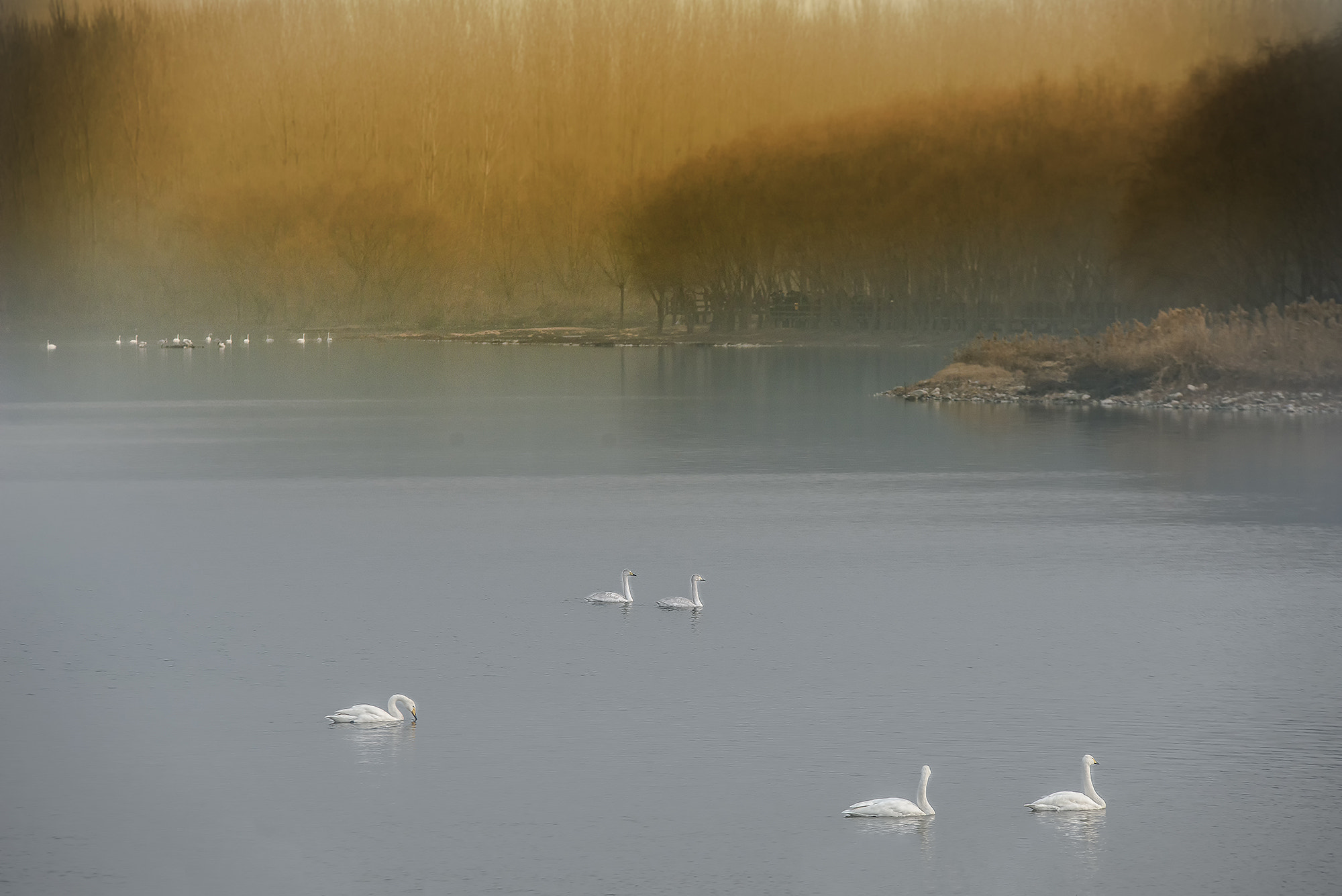Sigma 70-200mm F2.8 EX DG OS HSM sample photo. Swan lake photography