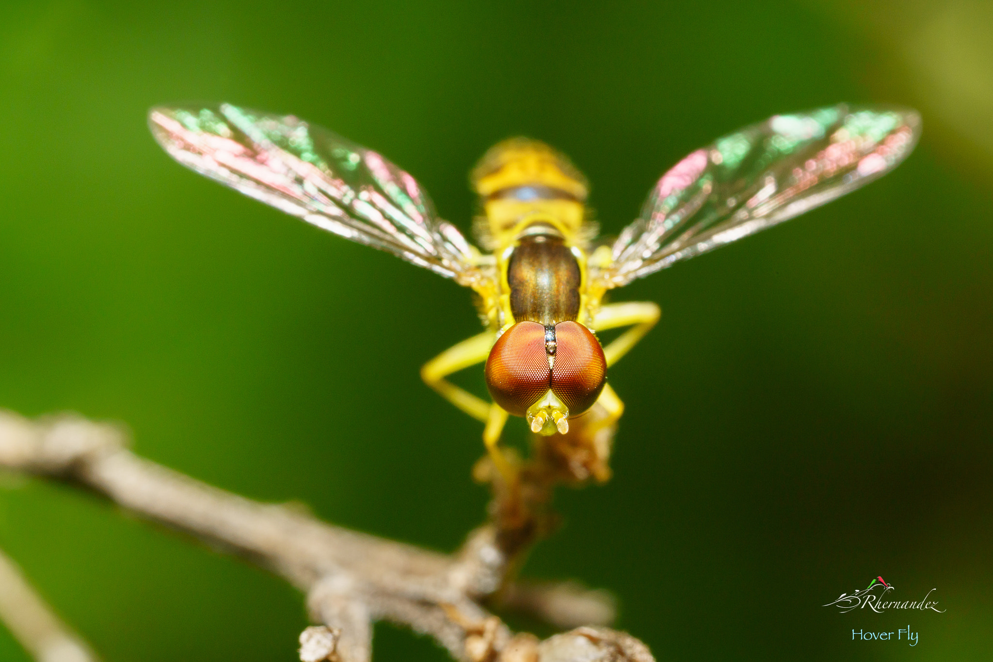 Canon MP-E 65mm F2.5 1-5x Macro Photo sample photo. Hover fly photography