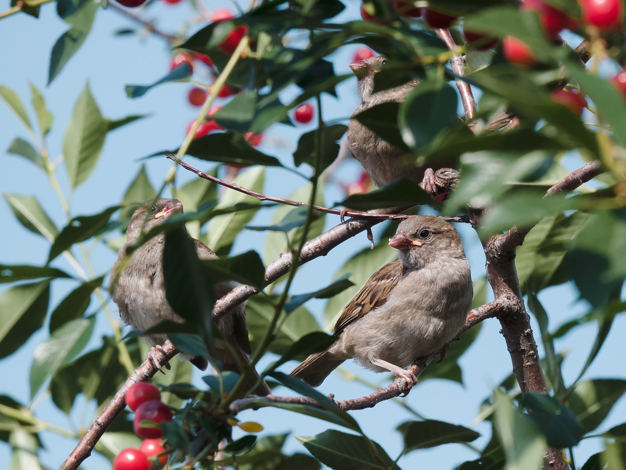 Panasonic Lumix DMC-GX7 + LUMIX G VARIO 45-150/F4.0-5.6 sample photo. Sparrows on a cherry tree photography
