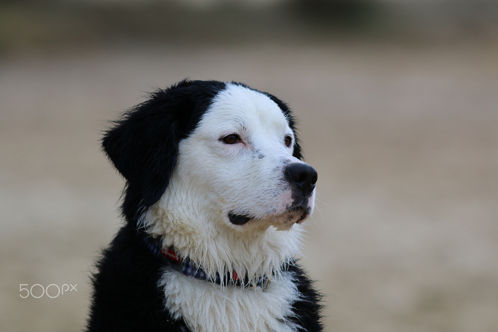 Canon EOS 70D + Canon EF 200mm F2.8L II USM sample photo. White face photography