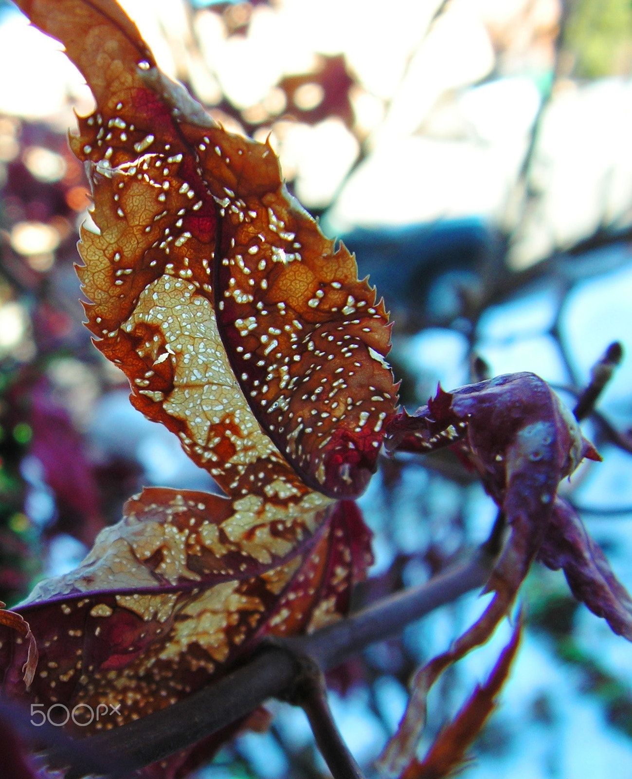 KONICA MINOLTA DiMAGE Z20 sample photo. Nature's lace photography