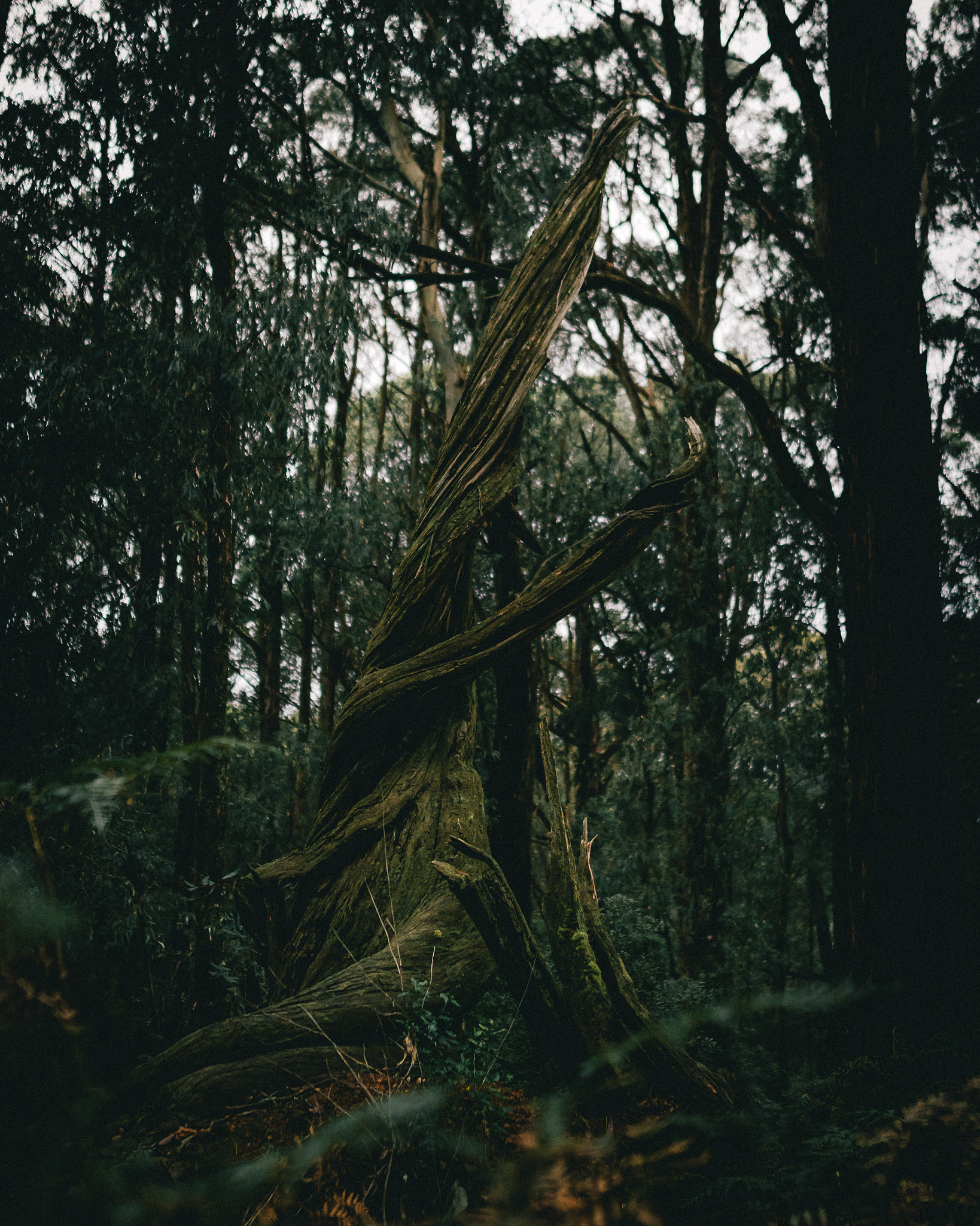 Sigma 24mm F1.4 DG HSM Art sample photo. Tangled monument photography