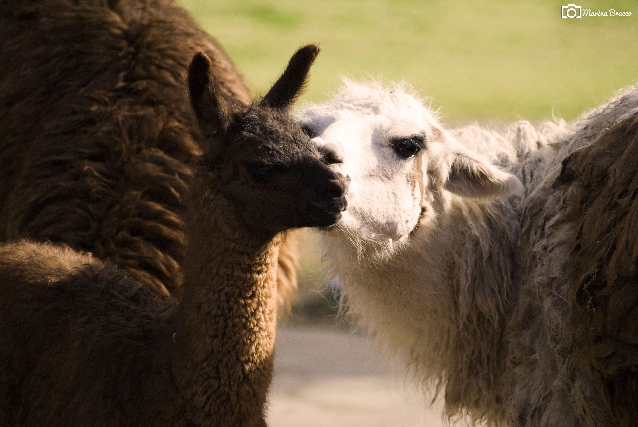 Nikon D3000 sample photo. Mother's love photography