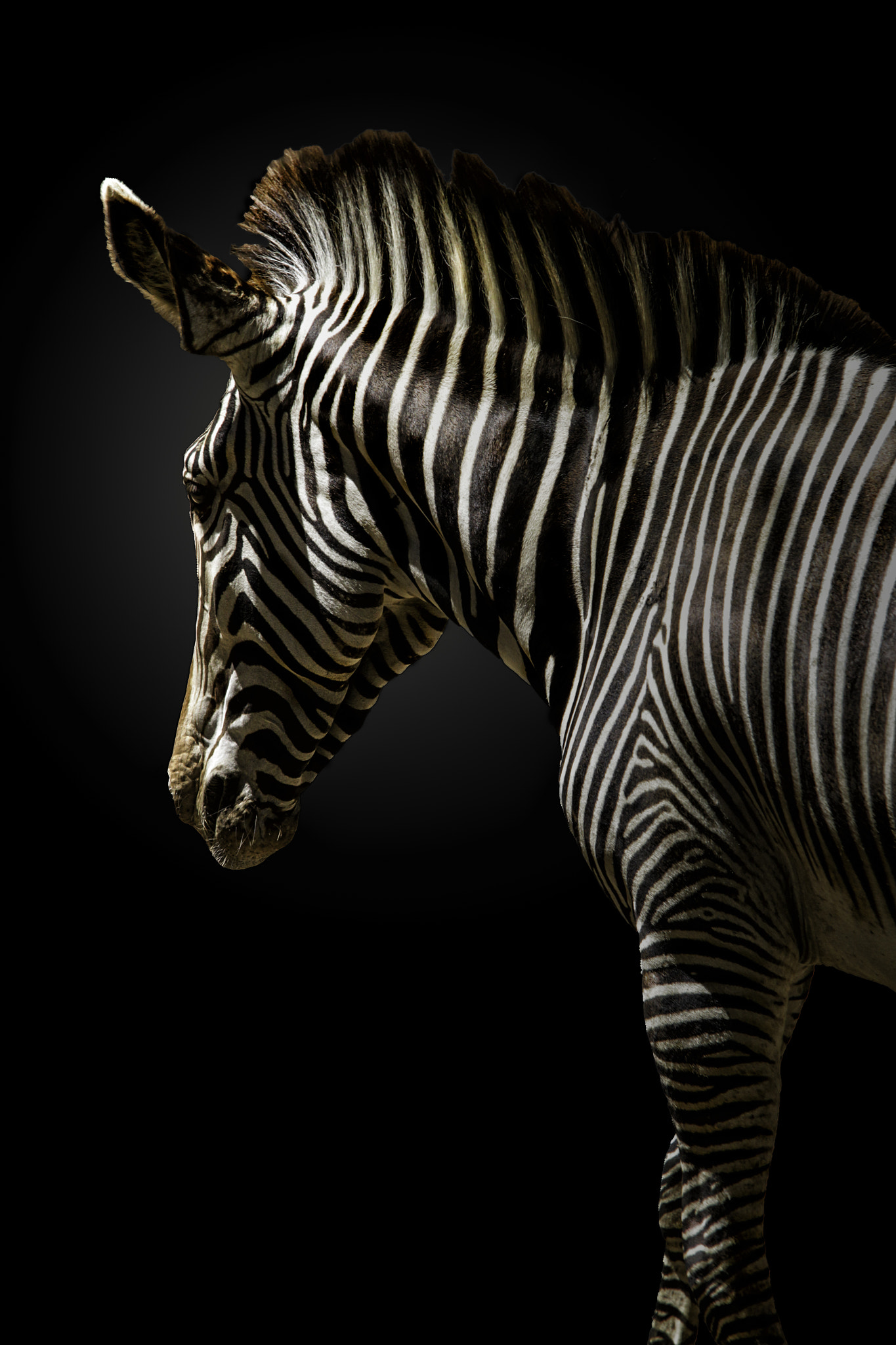 Sigma 70-200mm F2.8 EX DG OS HSM sample photo. Guilded zebra photography