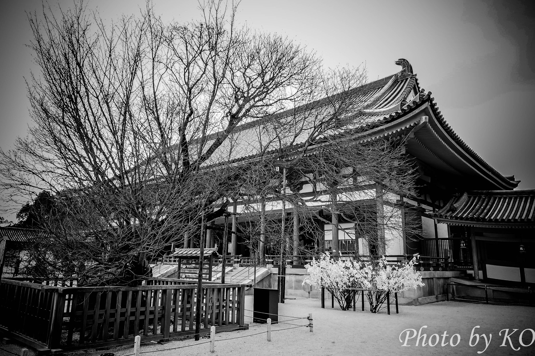 Olympus OM-D E-M5 II + OLYMPUS M.12-50mm F3.5-6.3 sample photo. Withered tree in heian shrine photography