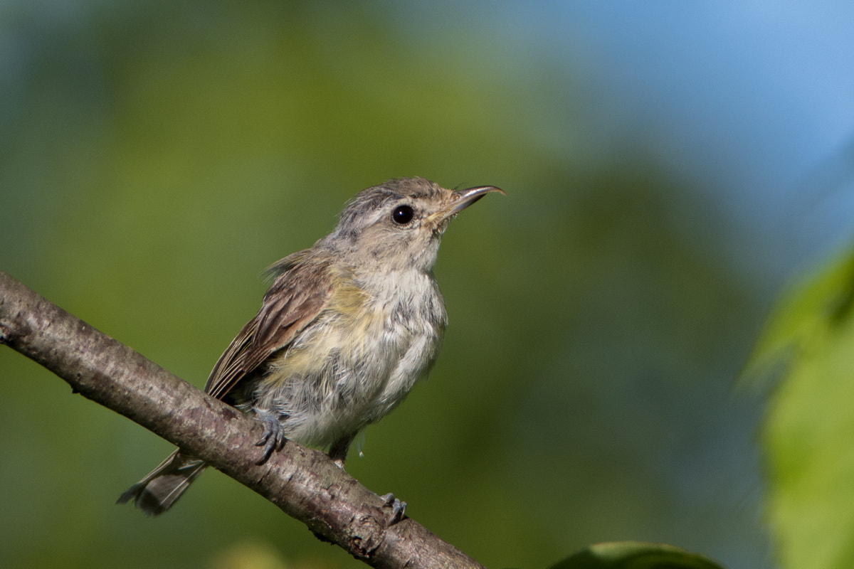 Canon EF 200-400mm F4L IS USM Extender 1.4x sample photo. Warbling vireo photography