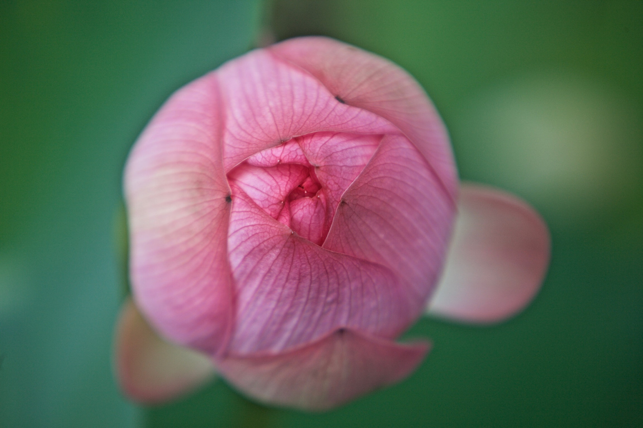 Canon EF 70-200mm F2.8L IS USM sample photo. Lotus photography