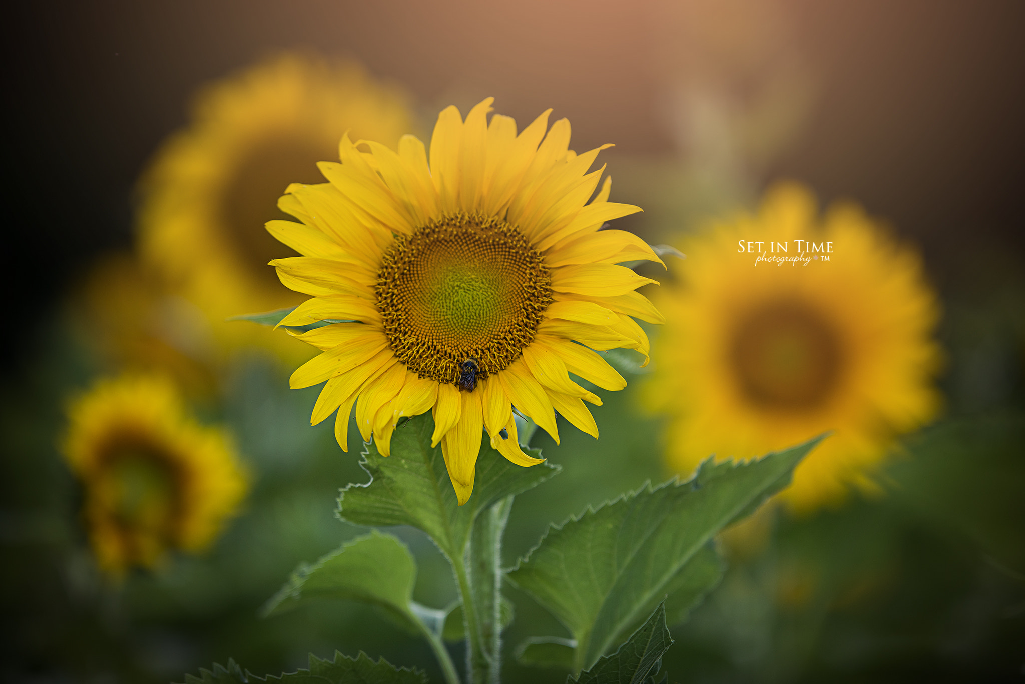 Nikon D810 + Nikon AF-S Nikkor 200mm F2G ED VR II sample photo. Sweet summertime photography