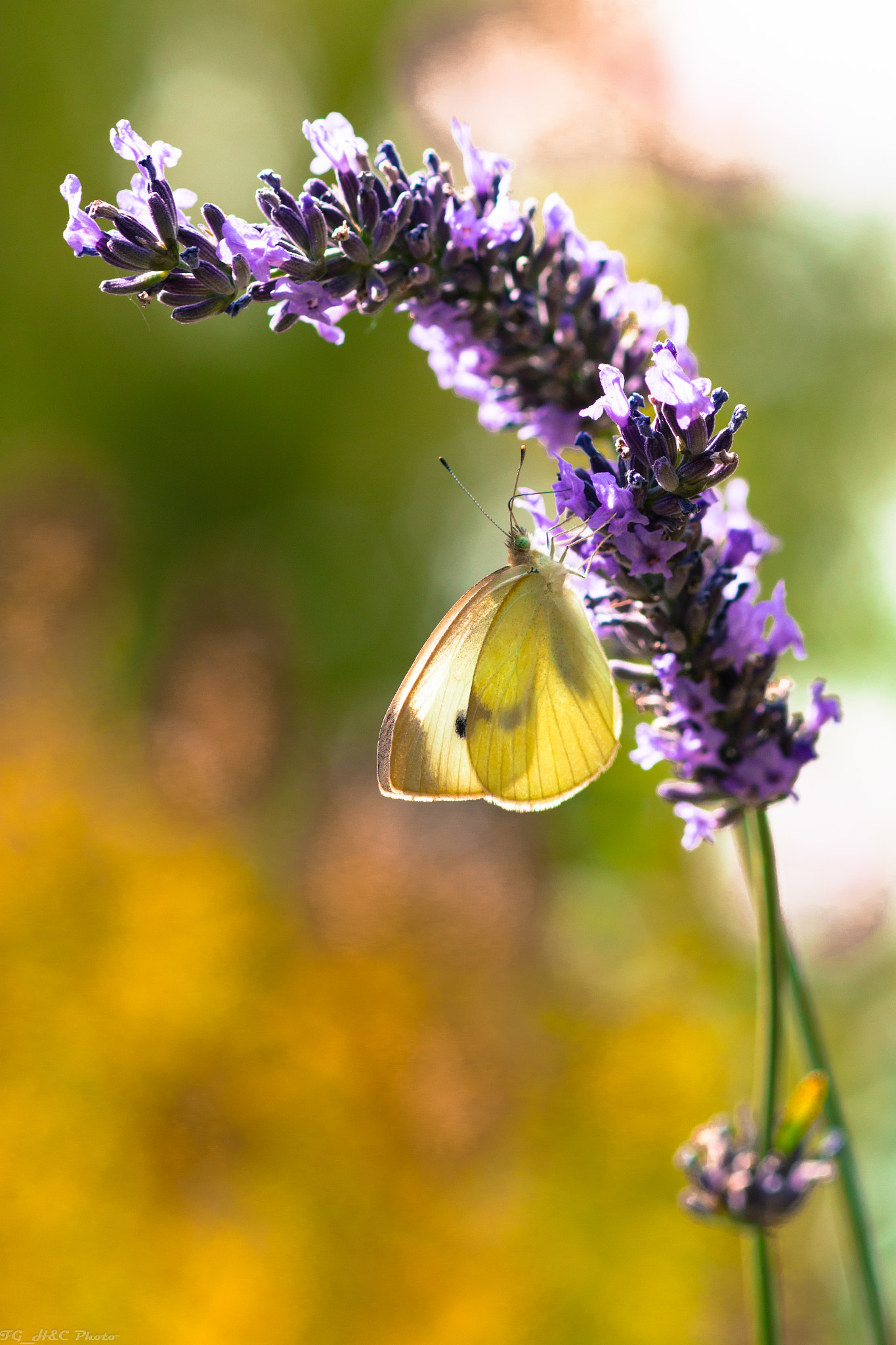 Canon EOS 70D + Canon EF 100mm F2.8 Macro USM sample photo. Colours of summer photography