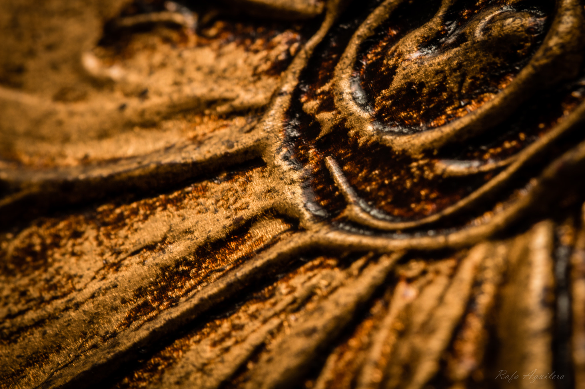 Sigma 105mm F2.8 EX DG OS HSM sample photo. Copper petals #flickrphotowalk photography