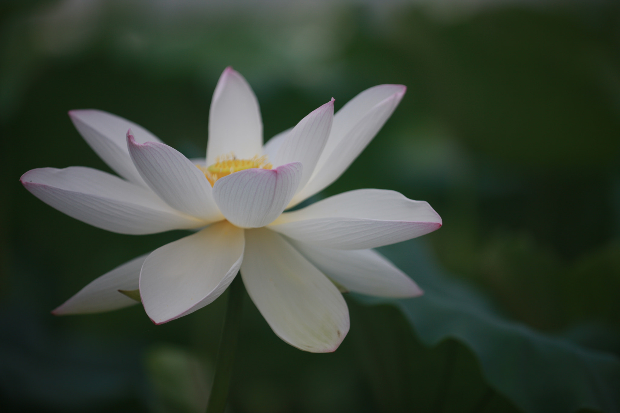 Canon EF 80-200mm f/2.8L sample photo. Lotus: white photography