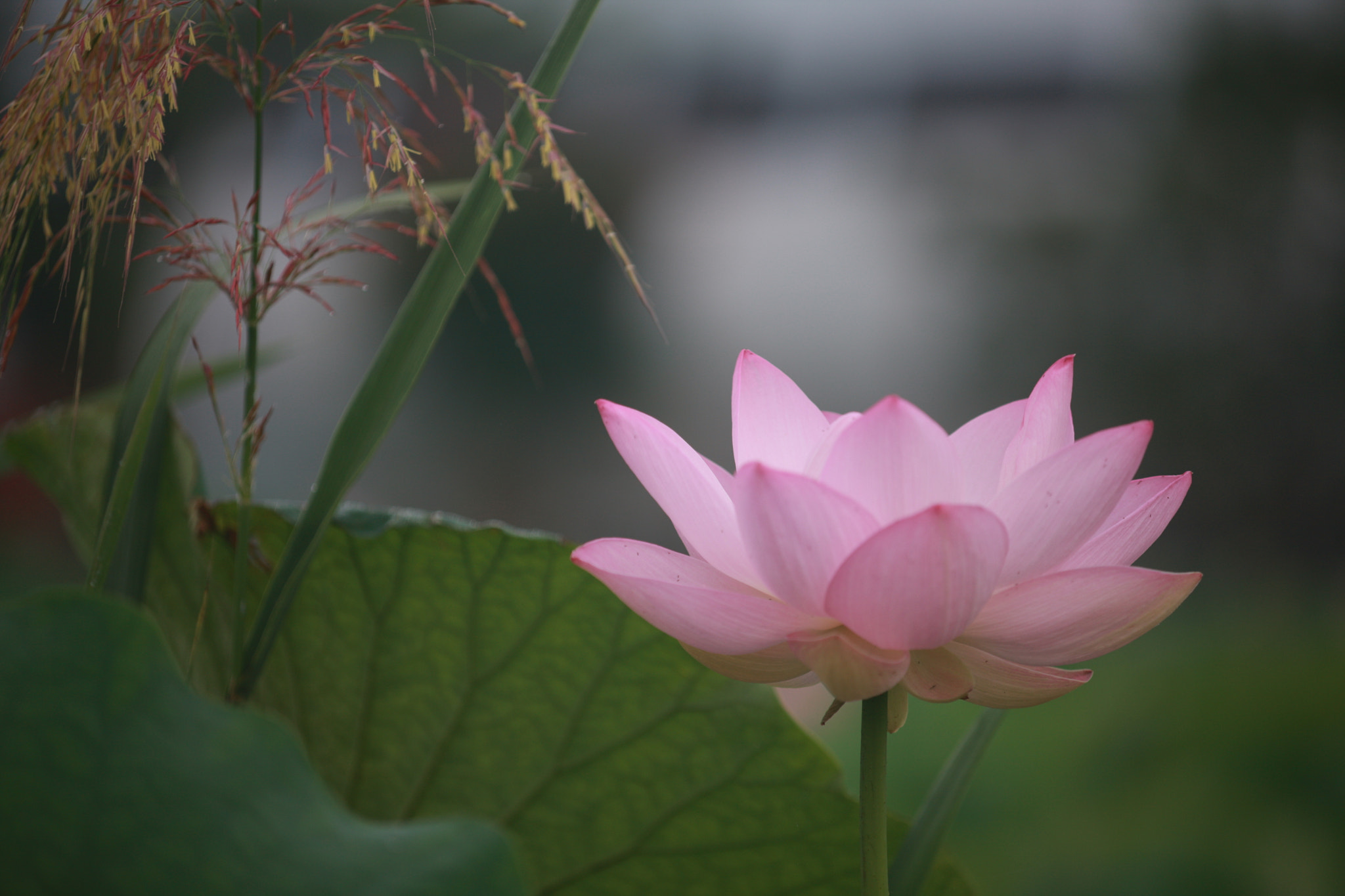 Canon EOS-1Ds Mark III + Canon EF 80-200mm f/2.8L sample photo. Lotus: pink photography