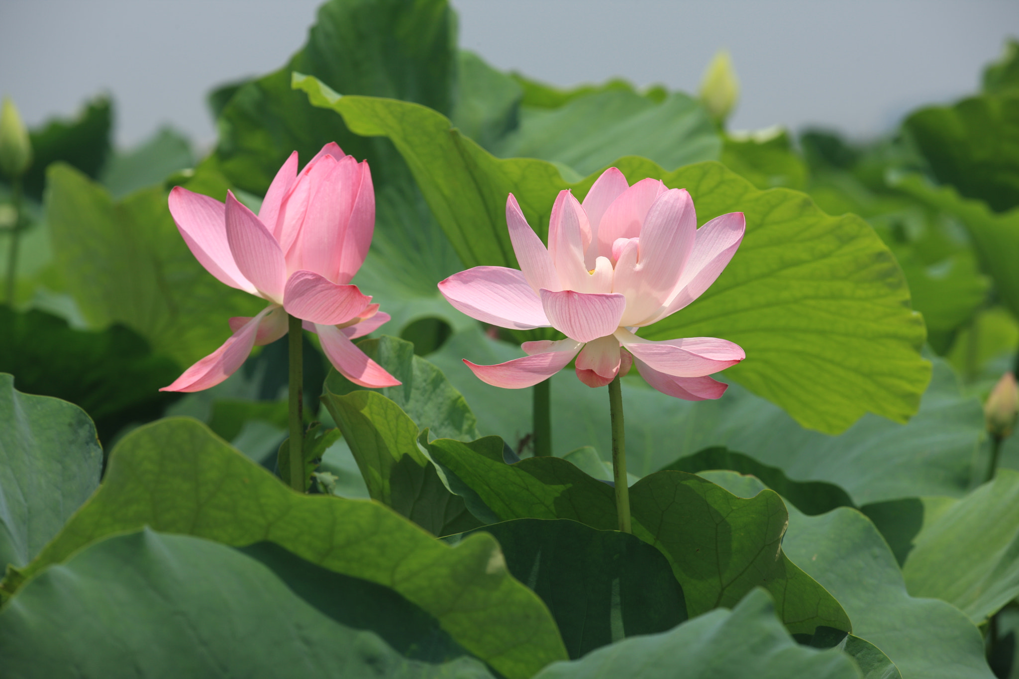 Canon EOS-1Ds Mark III + Canon EF 80-200mm f/2.8L sample photo. Lotus: twin  photography