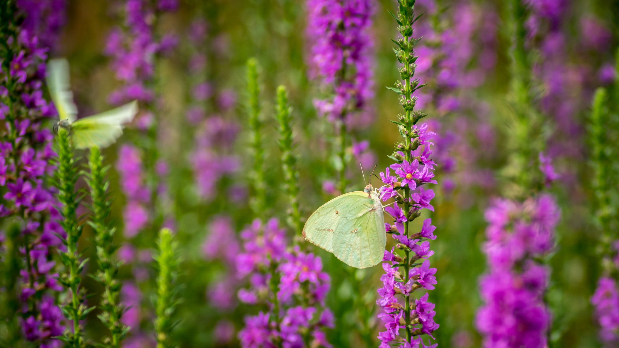 Sony a7 + Tamron SP 24-70mm F2.8 Di VC USD sample photo. Butterfly photography