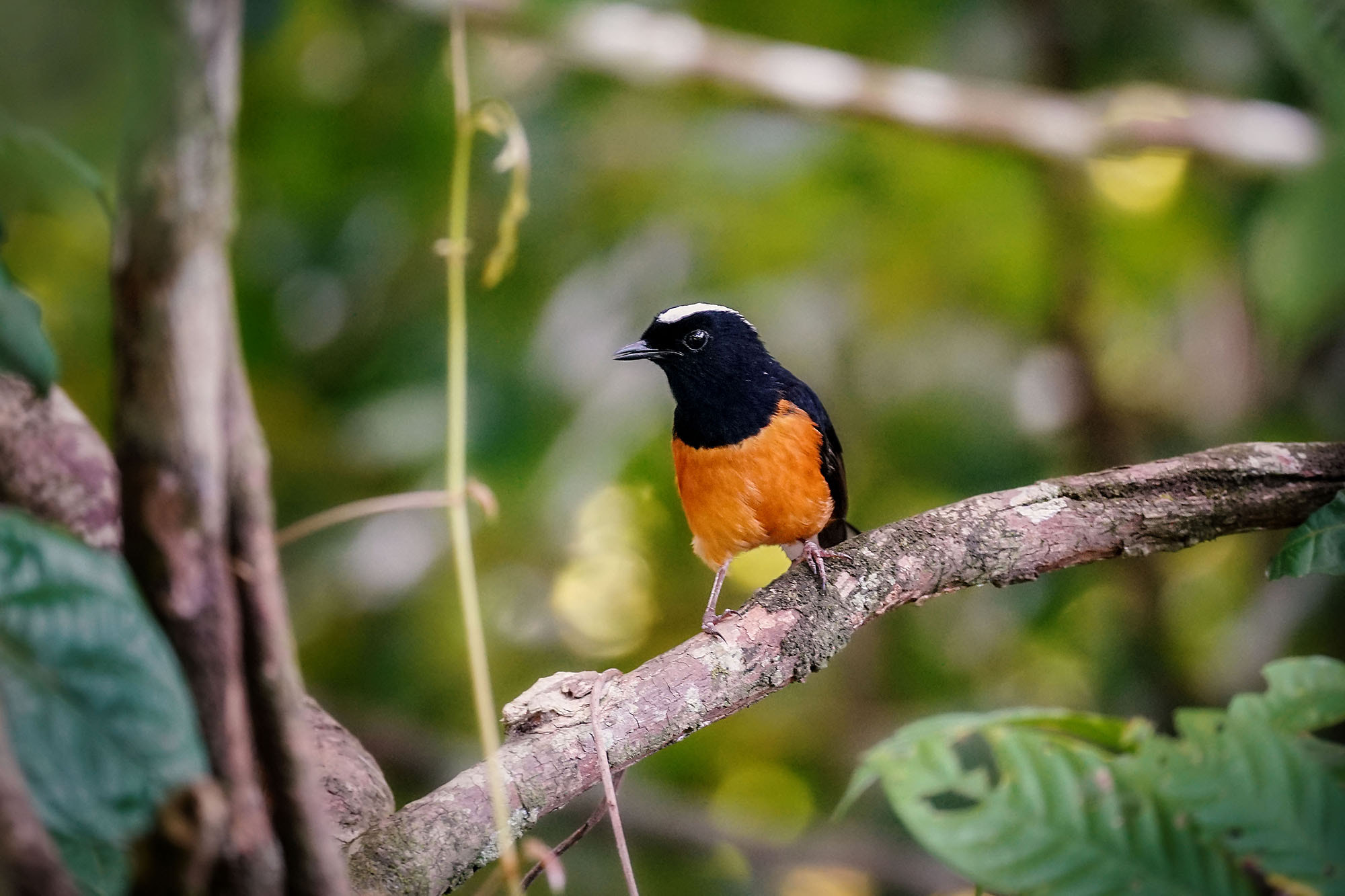 Sony 70-300mm F4.5-5.6 G SSM sample photo. White-crowned shama photography