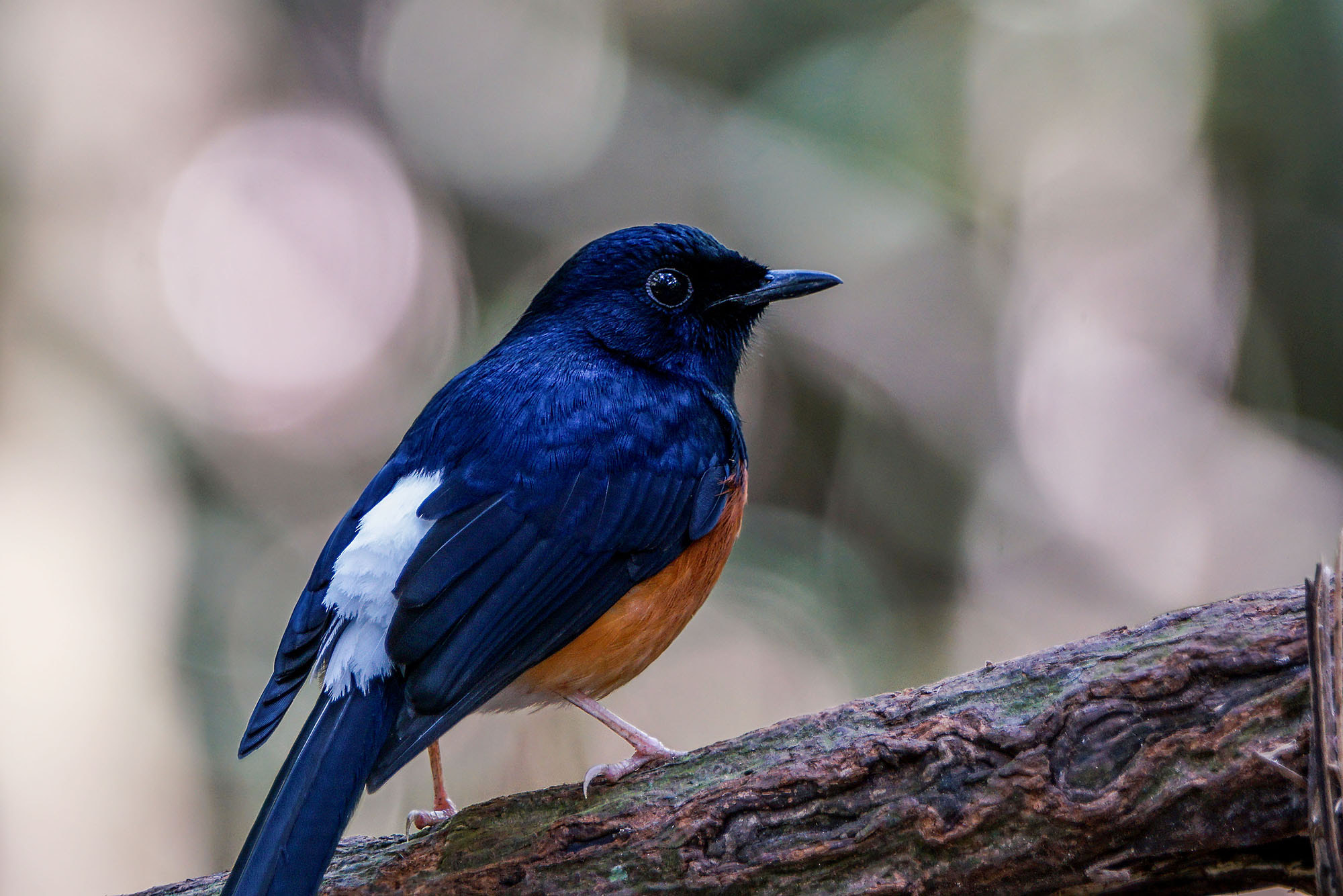 Sony ILCA-77M2 + Sony 70-400mm F4-5.6 G SSM II sample photo. White-rumped shama photography