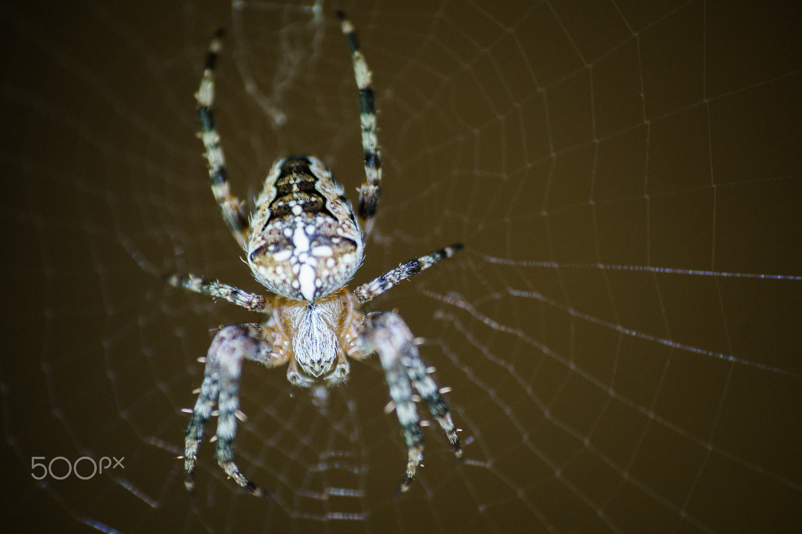 Tamron SP 70-300mm F4-5.6 Di USD sample photo. Garden spider close up photography