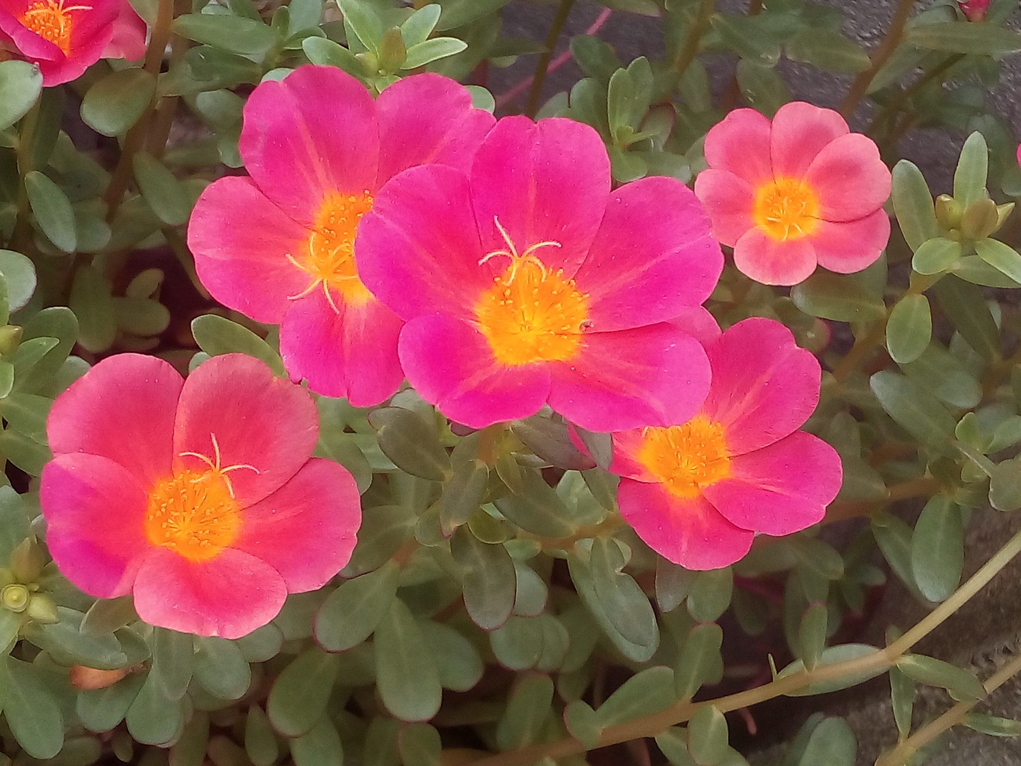 Micromax Canvas Juice 4G sample photo