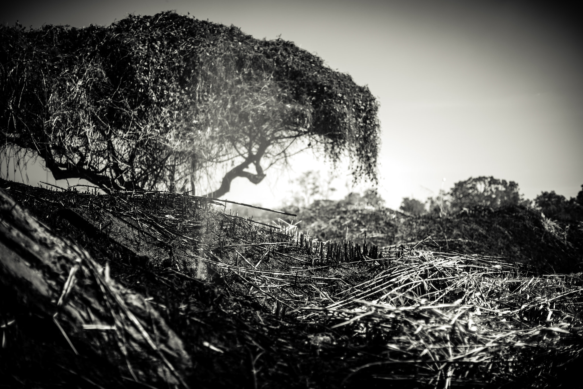 Canon EF 50mm F1.2L USM sample photo. Cerrado (brazilian savanna) photography