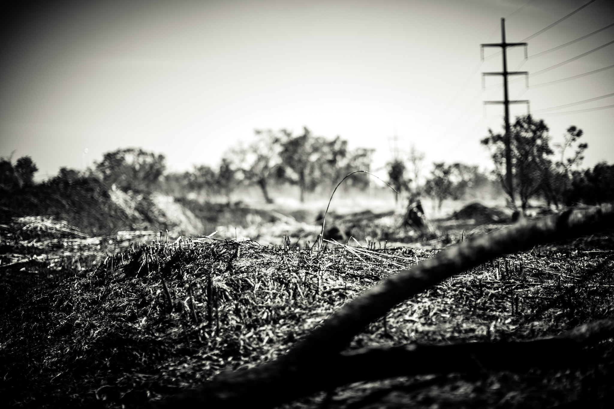 Canon EF 50mm F1.2L USM sample photo. Cerrado (brazilian savanna) photography