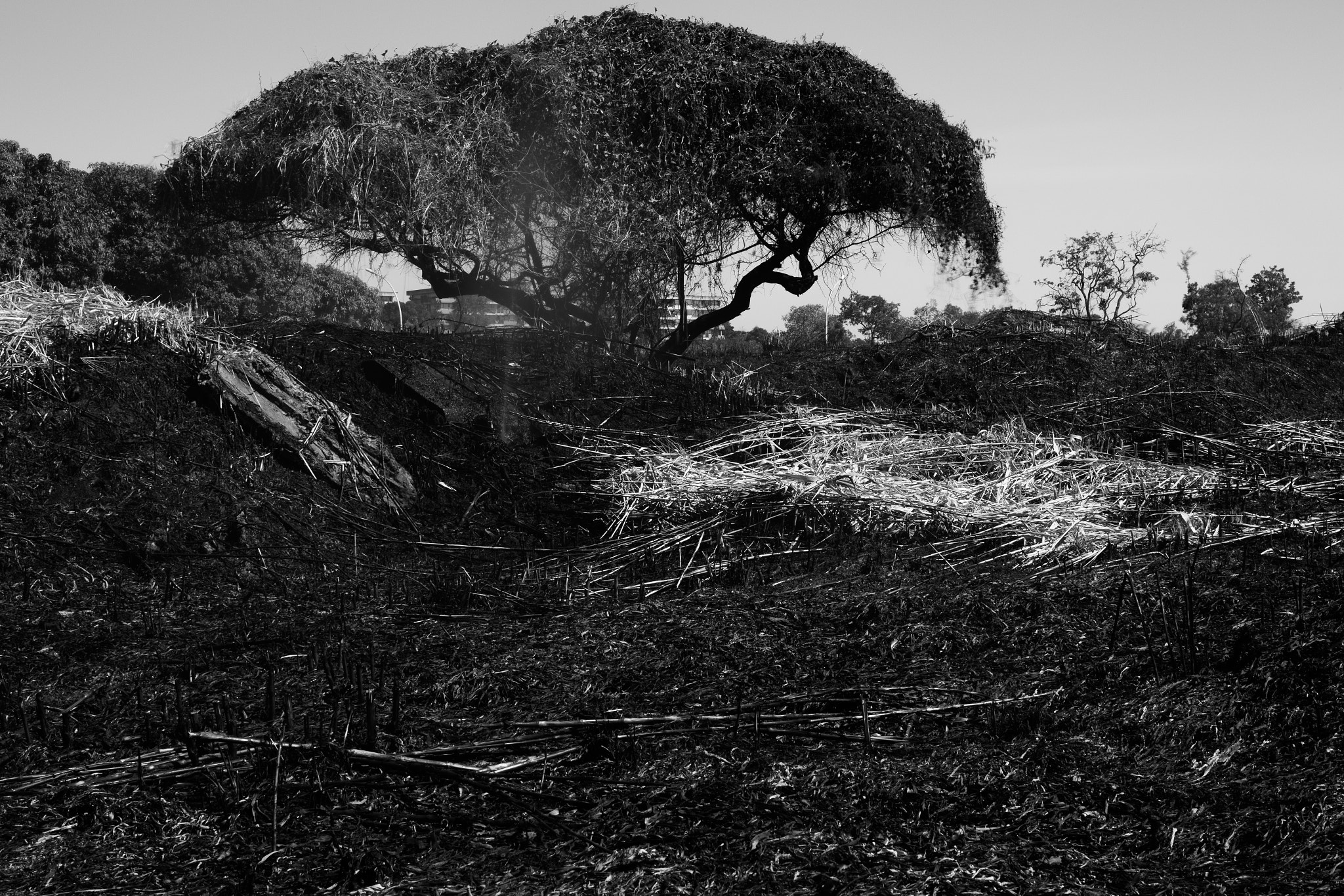 Canon EF 50mm F1.2L USM sample photo. Cerrado (brazilian savanna) photography
