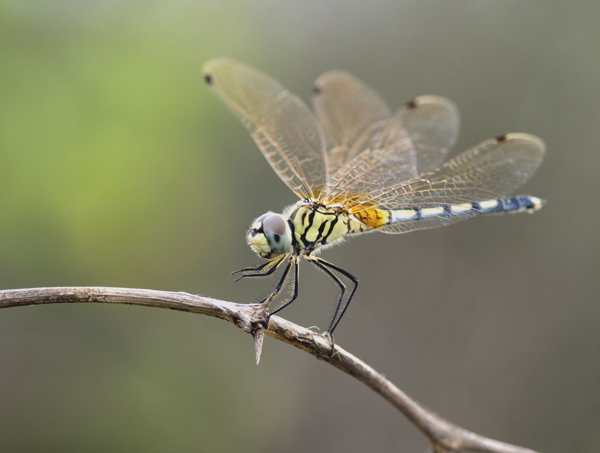 ZEISS Milvus 100mm F2 Macro sample photo. Just landed photography