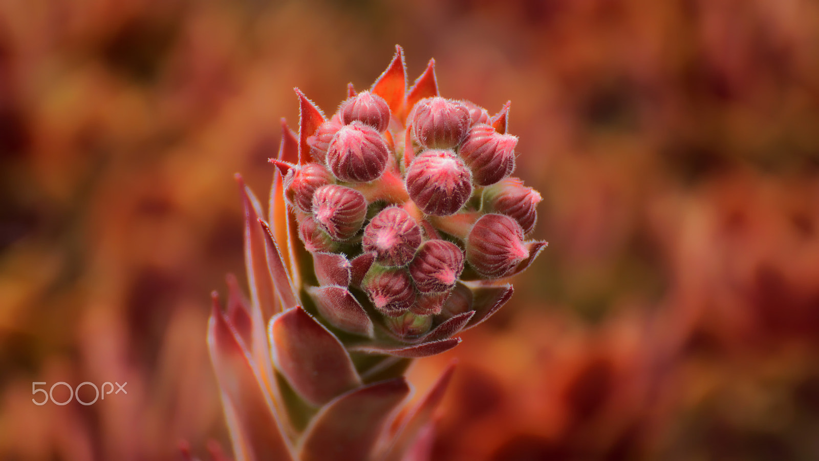 Tamron SP 70-300mm F4-5.6 Di USD sample photo. .....sempervivum..... photography