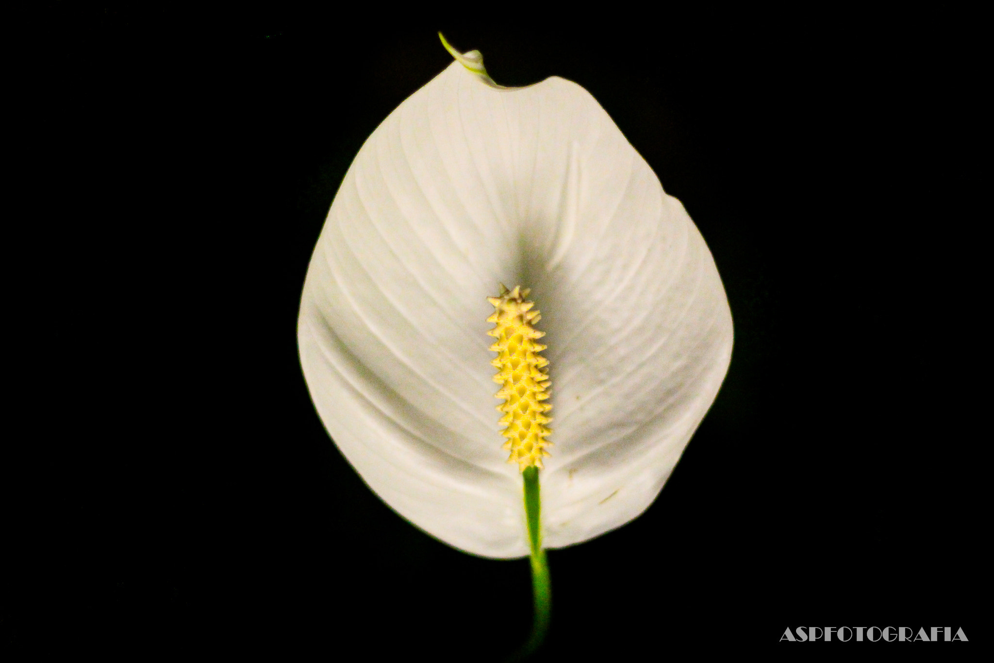 Canon EOS 700D (EOS Rebel T5i / EOS Kiss X7i) + Canon EF 50mm F1.8 II sample photo. Zantedeschia aethiopica photography