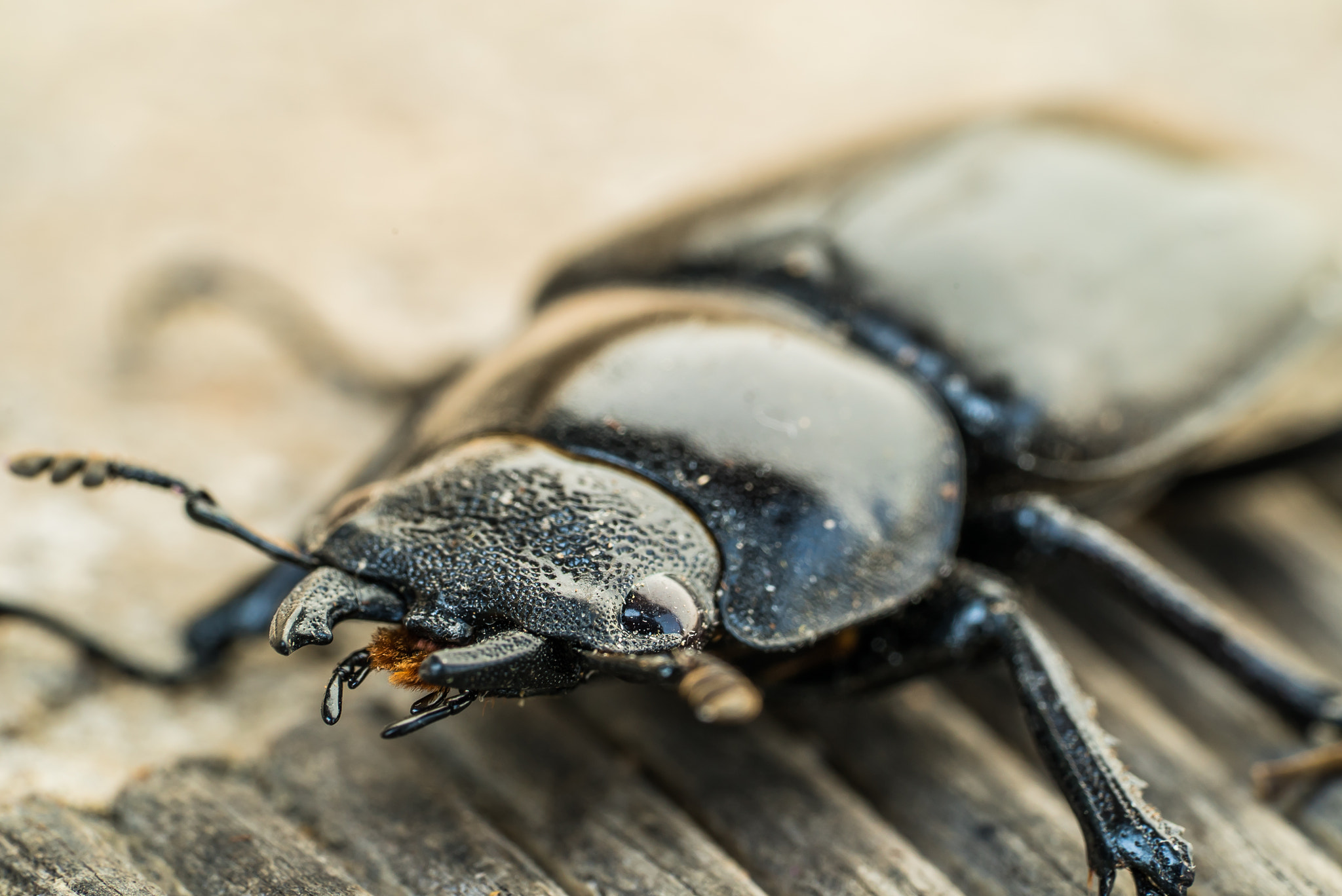 Sony a7S II + Sony FE 90mm F2.8 Macro G OSS sample photo. Beetle photography