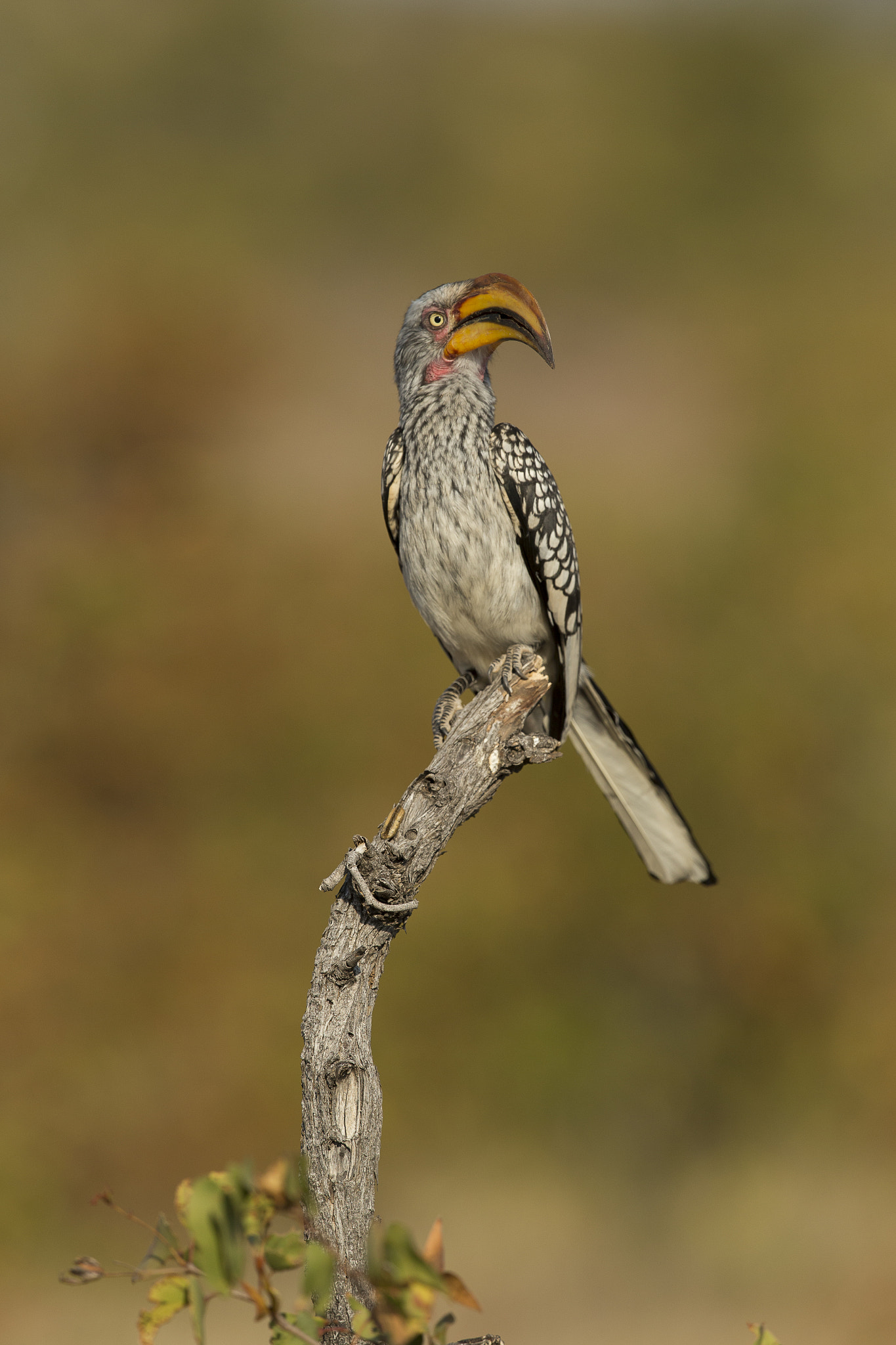 Canon EF 300mm F2.8L IS II USM sample photo. Hola photography