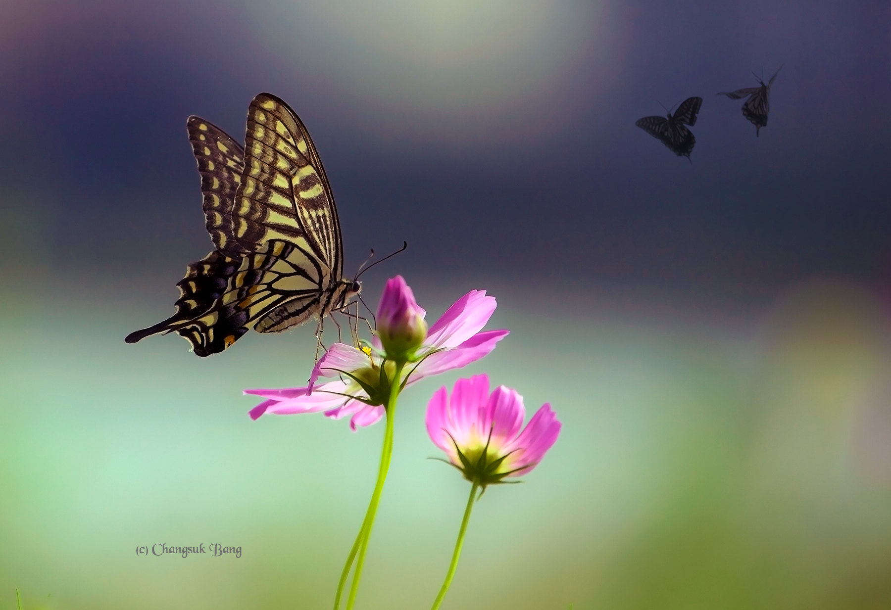 Canon EF 70-300mm F4-5.6L IS USM sample photo. Butterfly photography