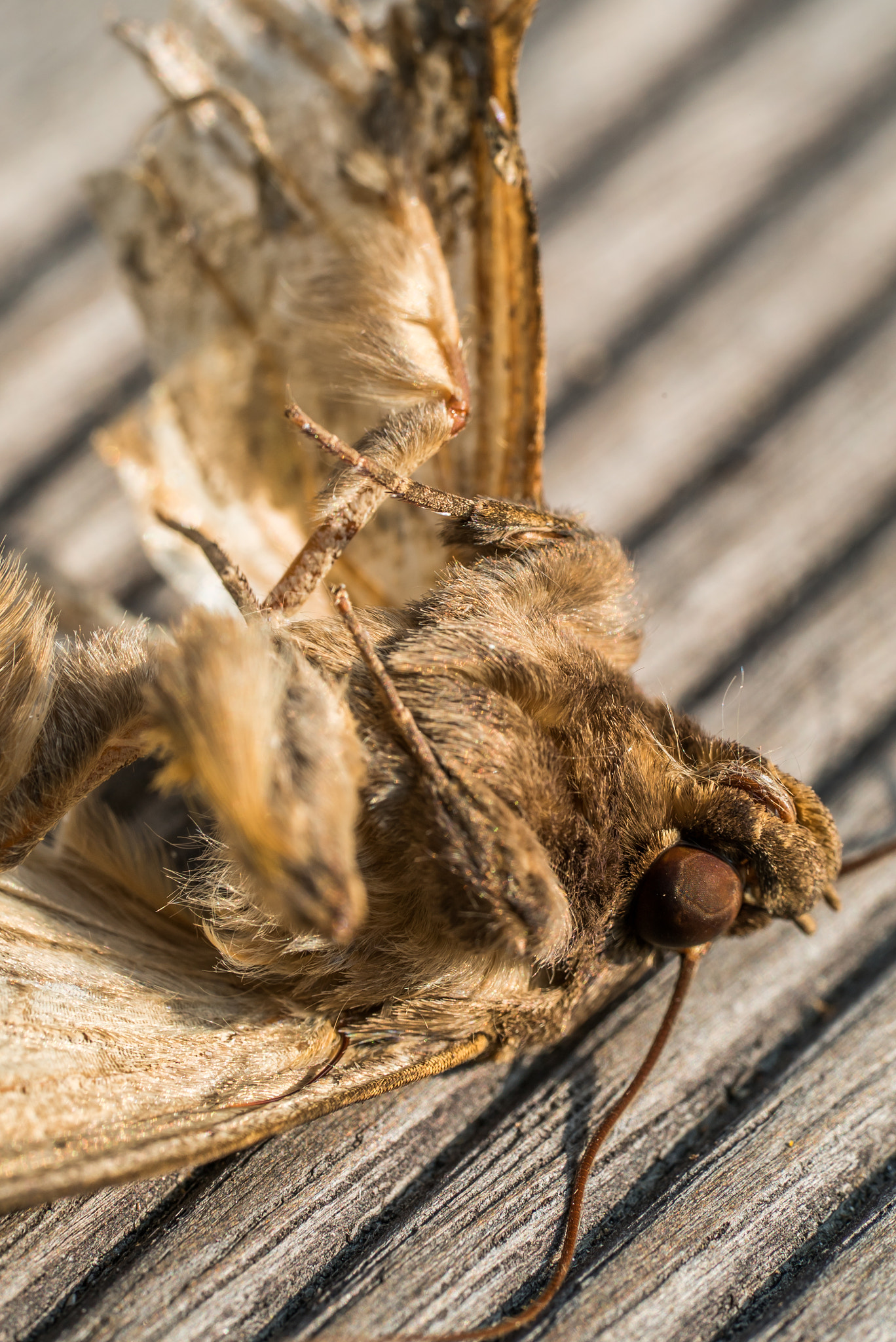 Sony a7S II + Sony FE 90mm F2.8 Macro G OSS sample photo. Dead moth photography