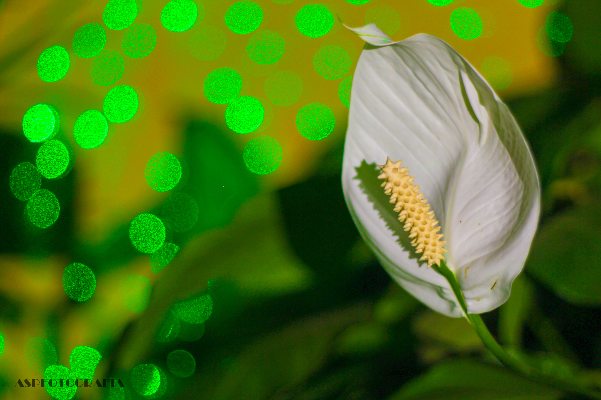 Canon EOS 700D (EOS Rebel T5i / EOS Kiss X7i) + Canon EF 50mm F1.8 II sample photo. Zantedeschia aethiopica photography