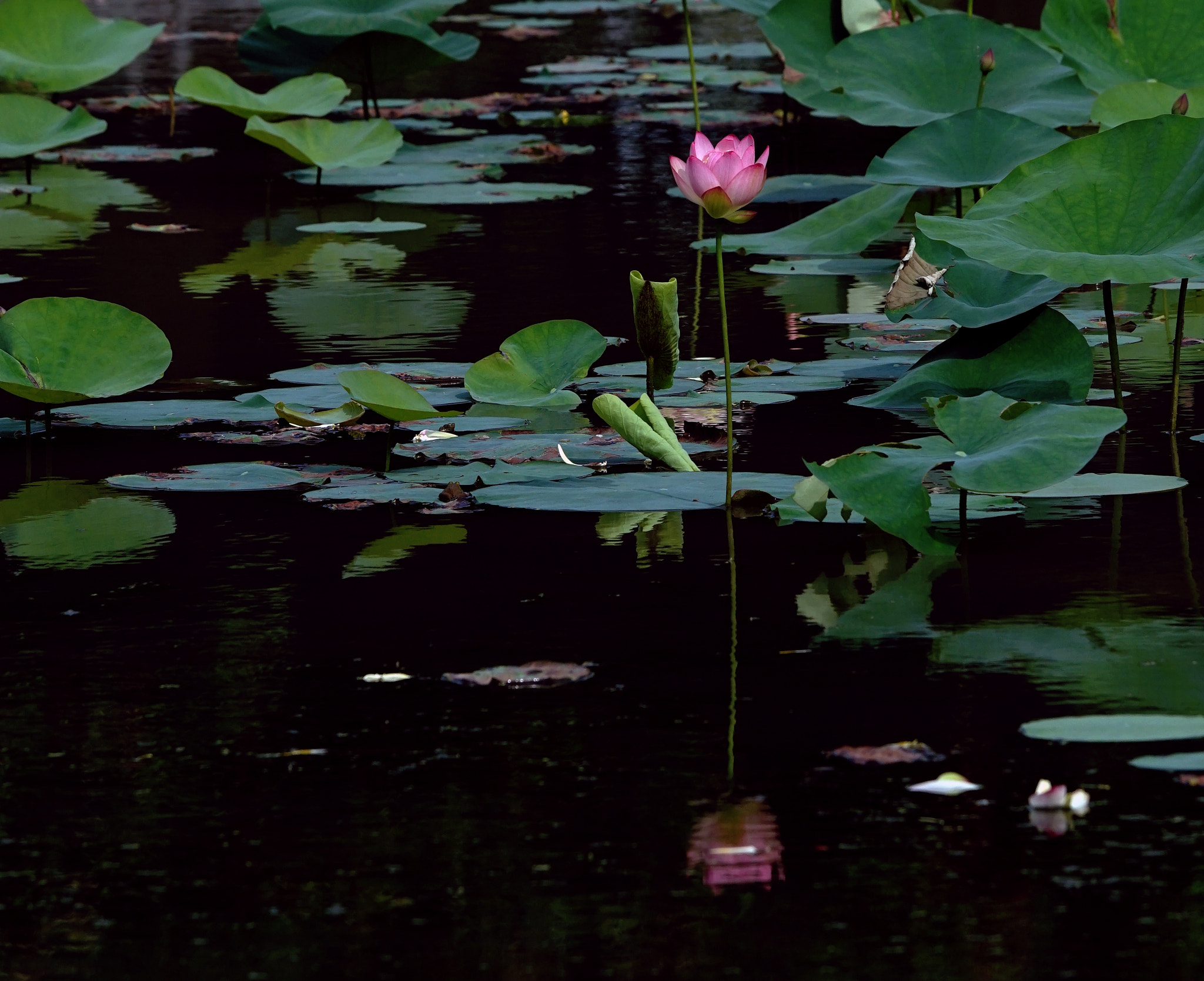 Sony 70-400mm F4-5.6 G SSM II sample photo. Untitled photography