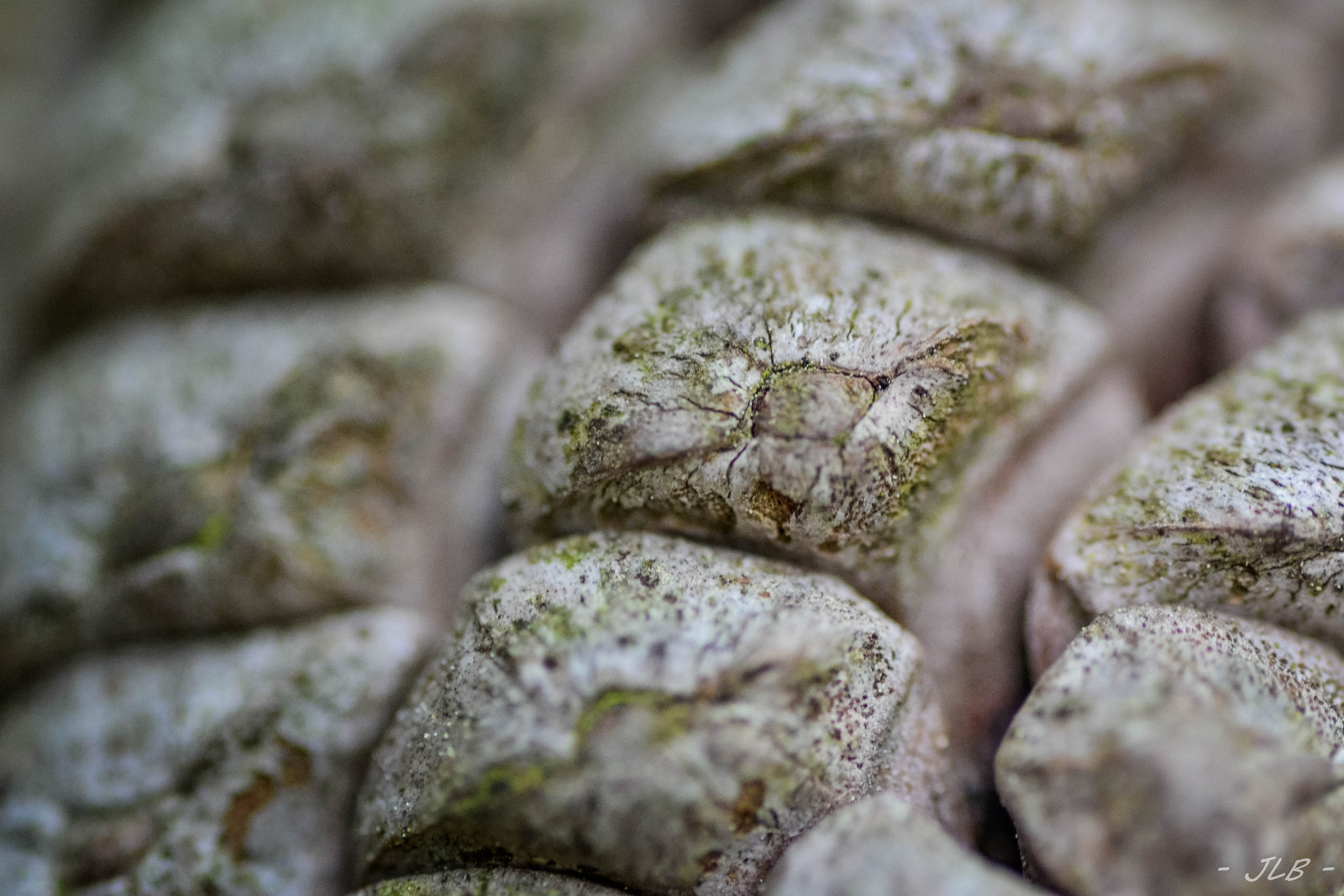 Nikon D3100 sample photo. Pine cone macro photography