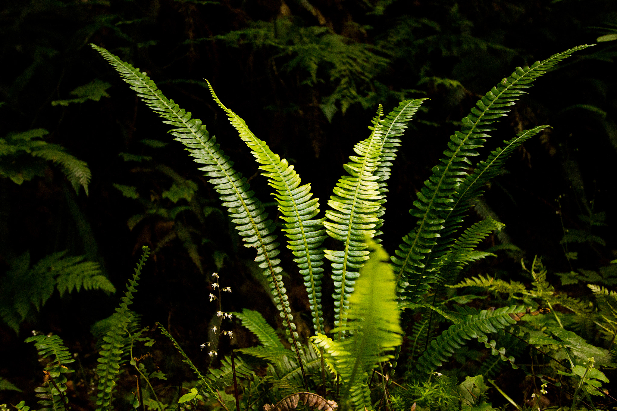 Canon EF-S 10-22mm F3.5-4.5 USM sample photo. Fern photography