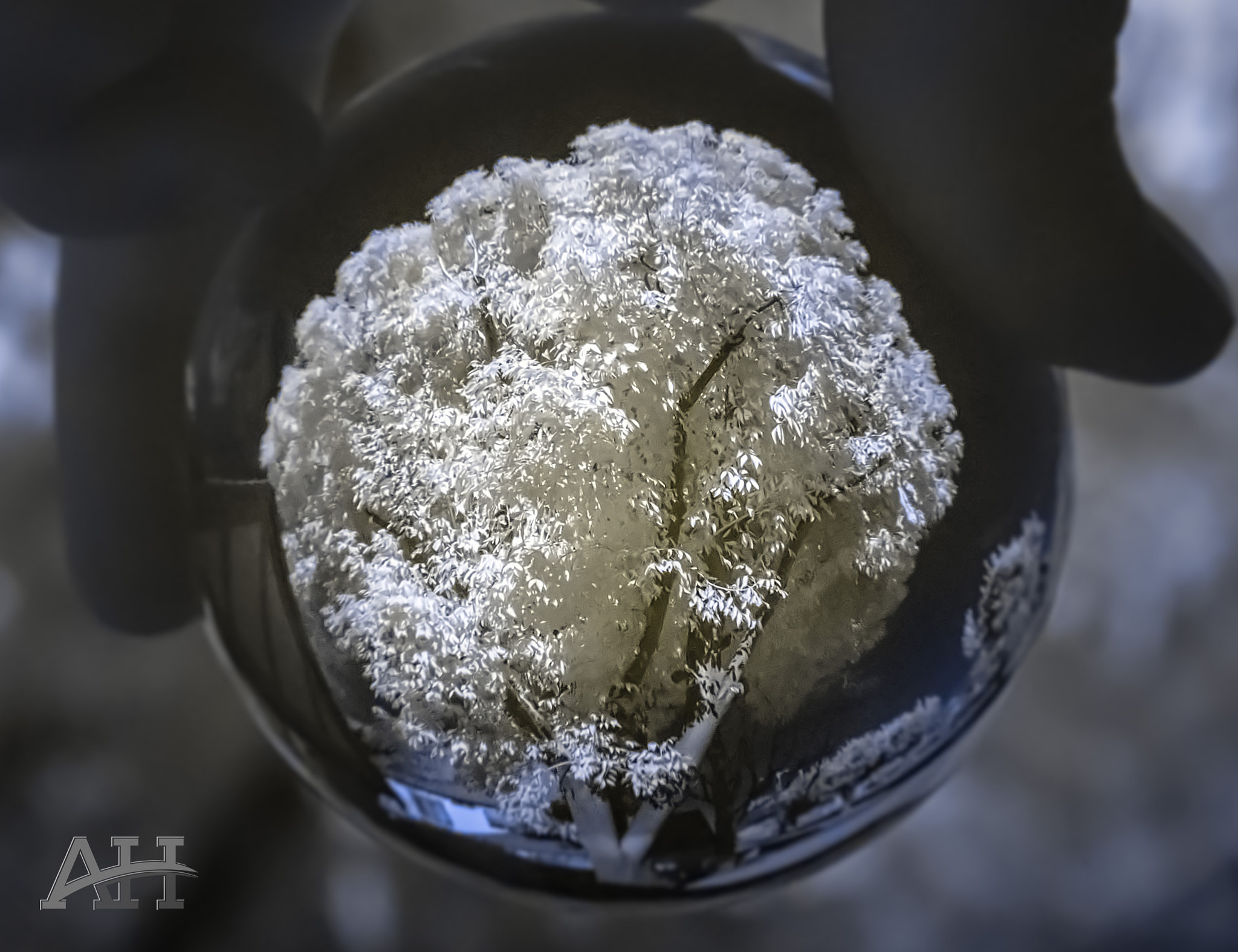 Tamron 80-300mm F3.5-6.3 sample photo. Tree in ball in ir photography