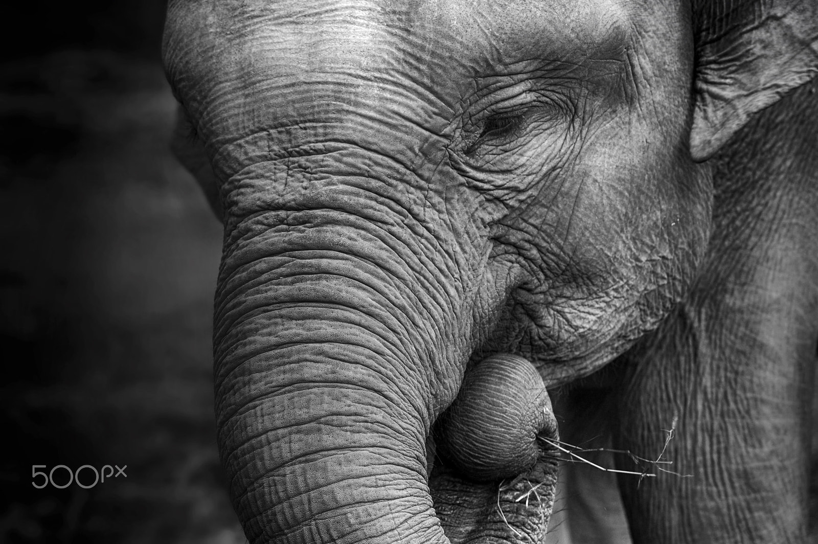 Nikon D40 sample photo. Baby elephant close up photography
