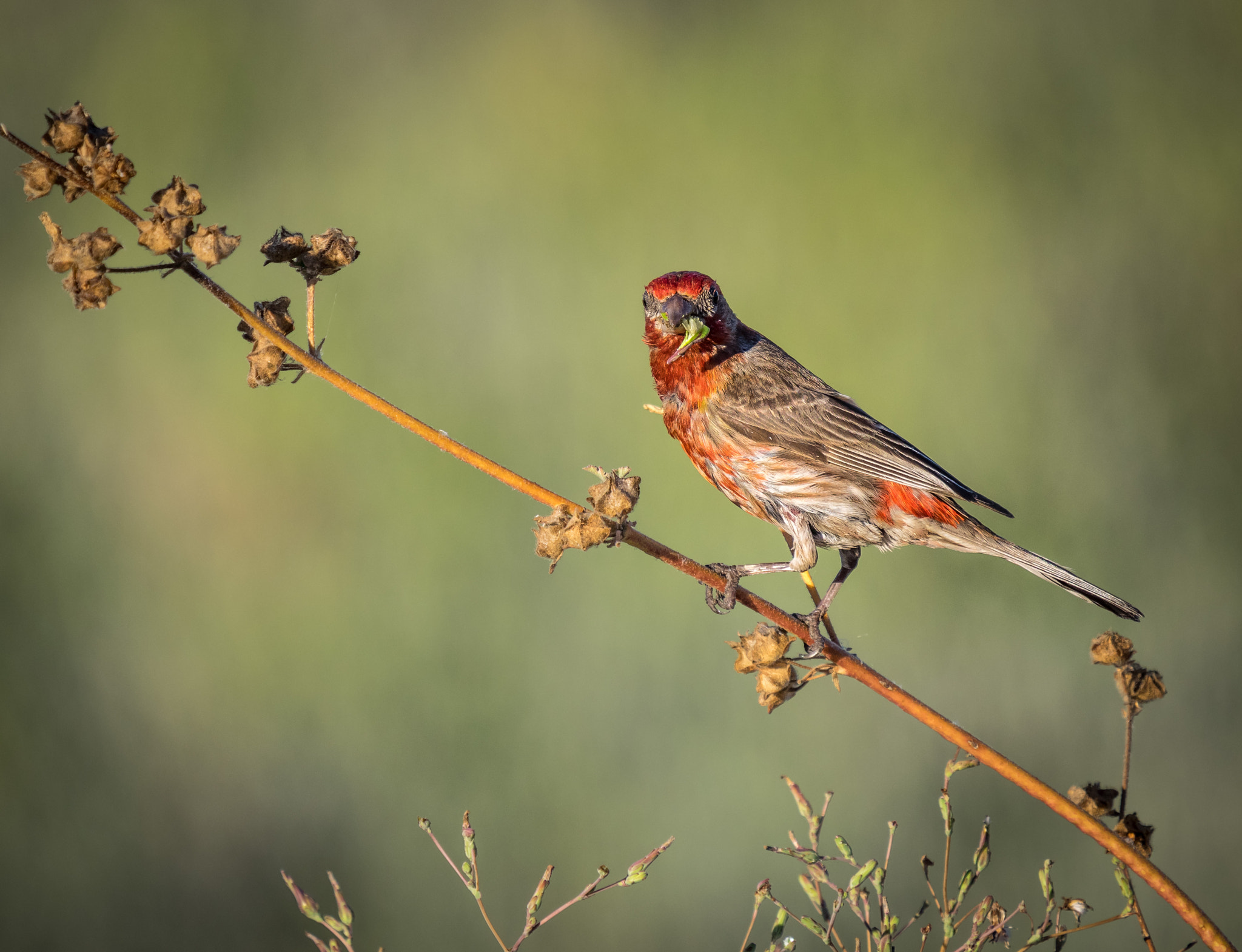 Olympus OM-D E-M1 + LEICA DG 100-400/F4.0-6.3 sample photo. House finch photography