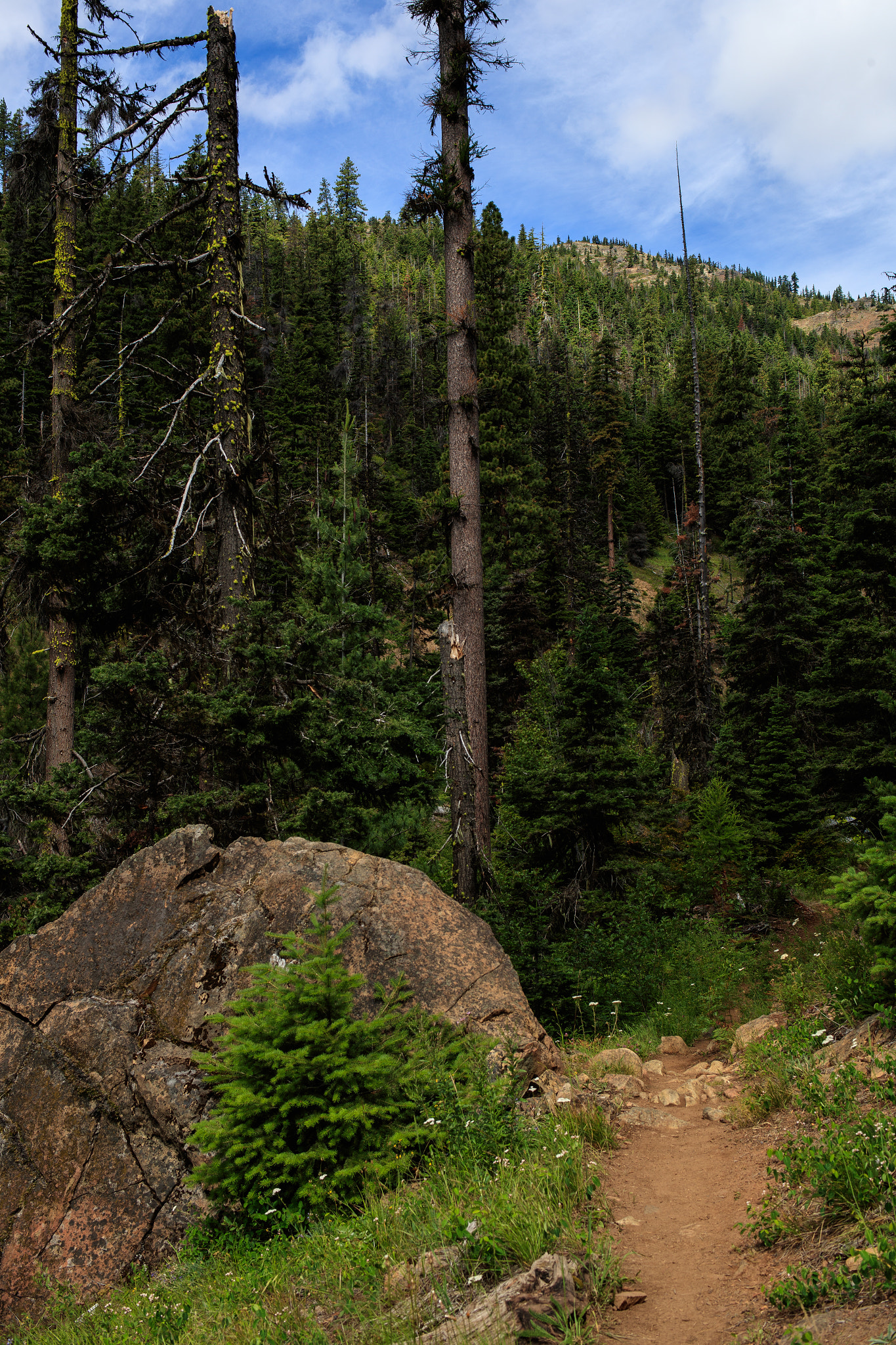 Canon EOS-1D X Mark II sample photo. Into the woods photography