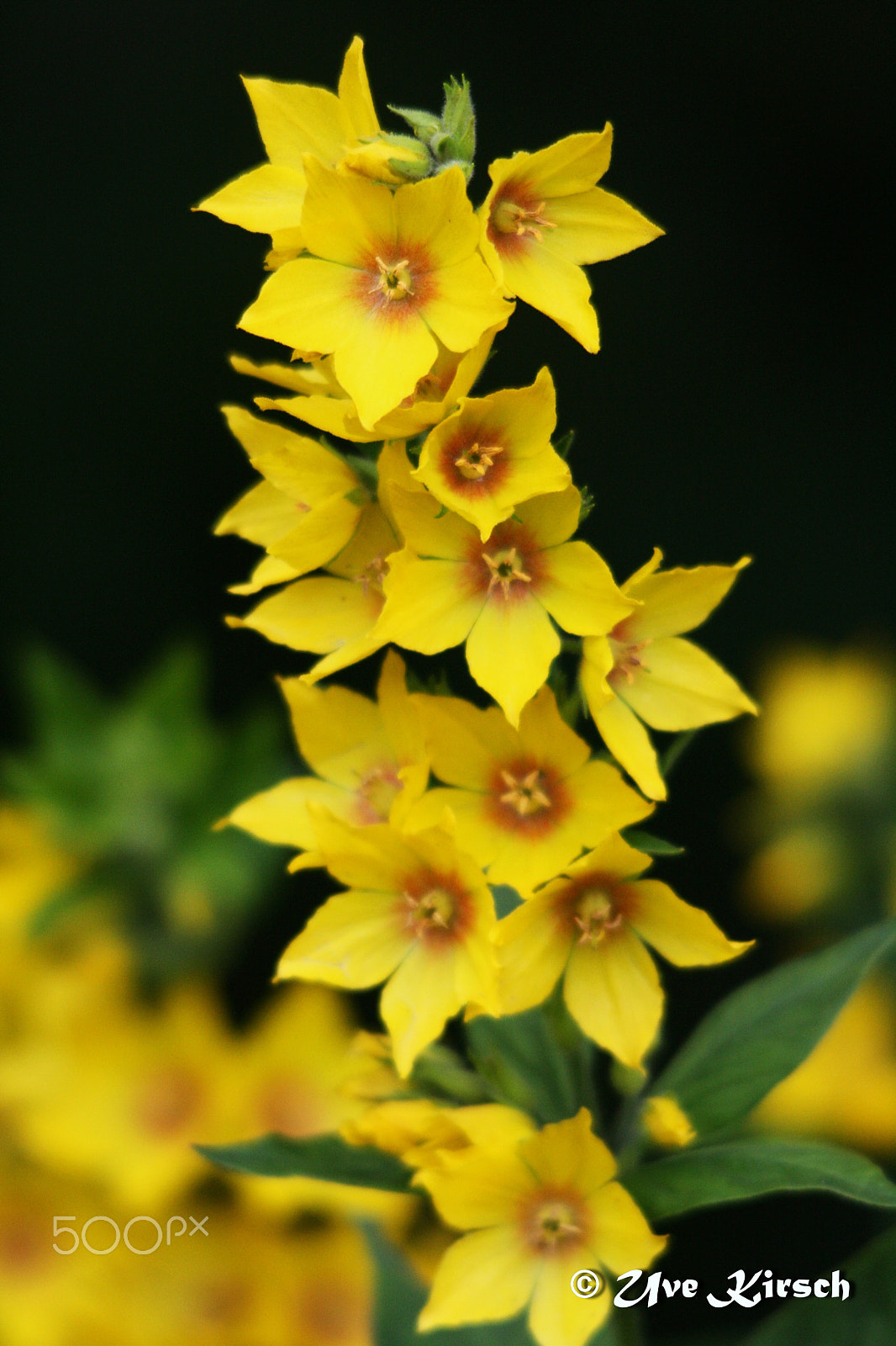 Sigma 150-500mm F5-6.3 DG OS HSM sample photo. Lysimachia punctata photography
