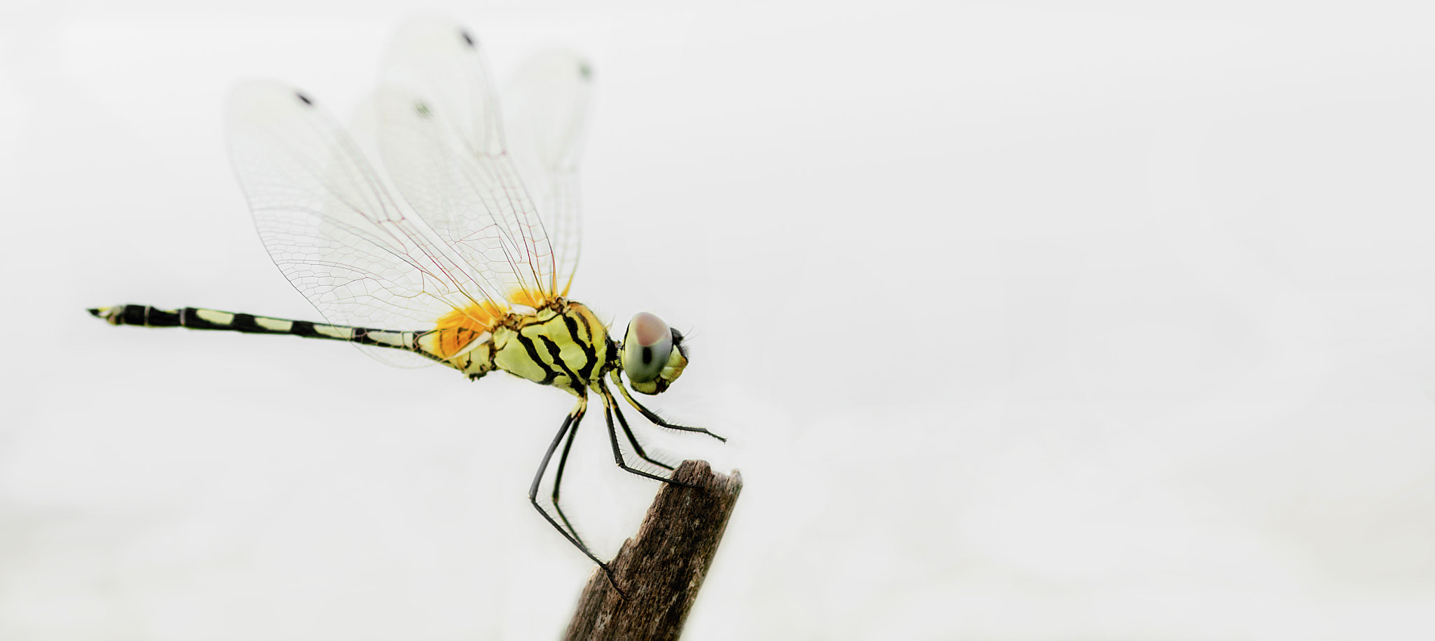 ZEISS Milvus 100mm F2 Macro sample photo. Waiting to fly away photography