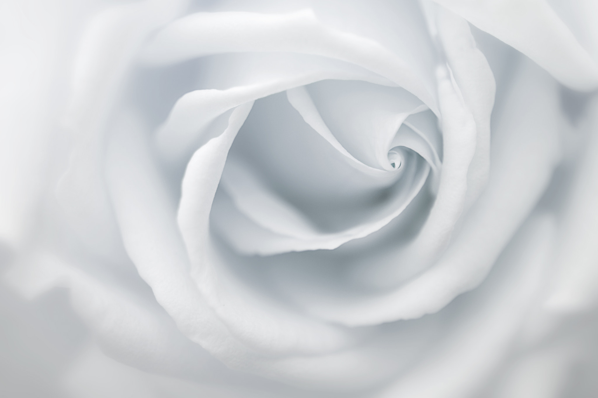 Canon EF 50mm F2.5 Macro sample photo. A rose is a rose photography