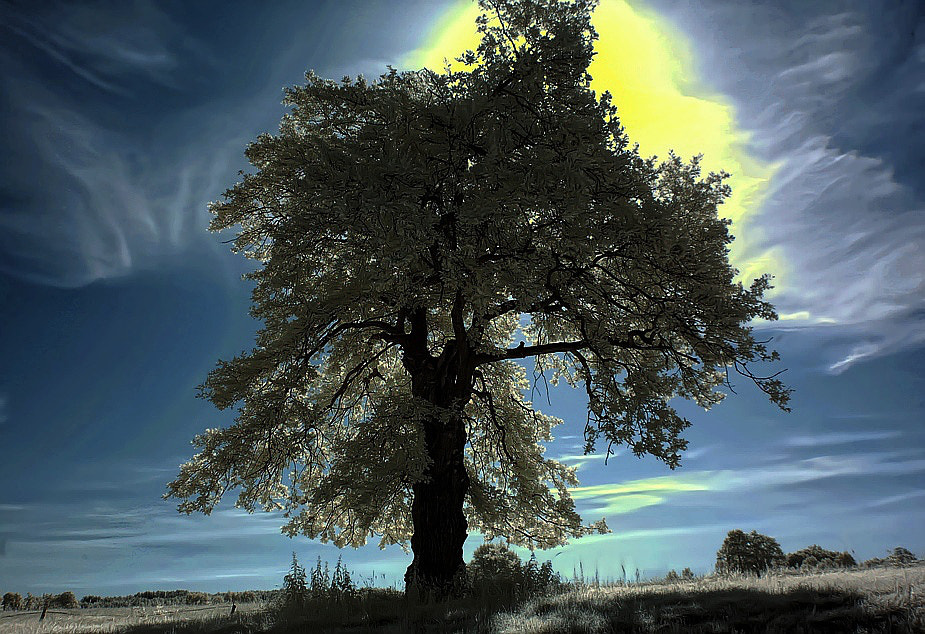 Nikon D50 sample photo. Infrared () photography