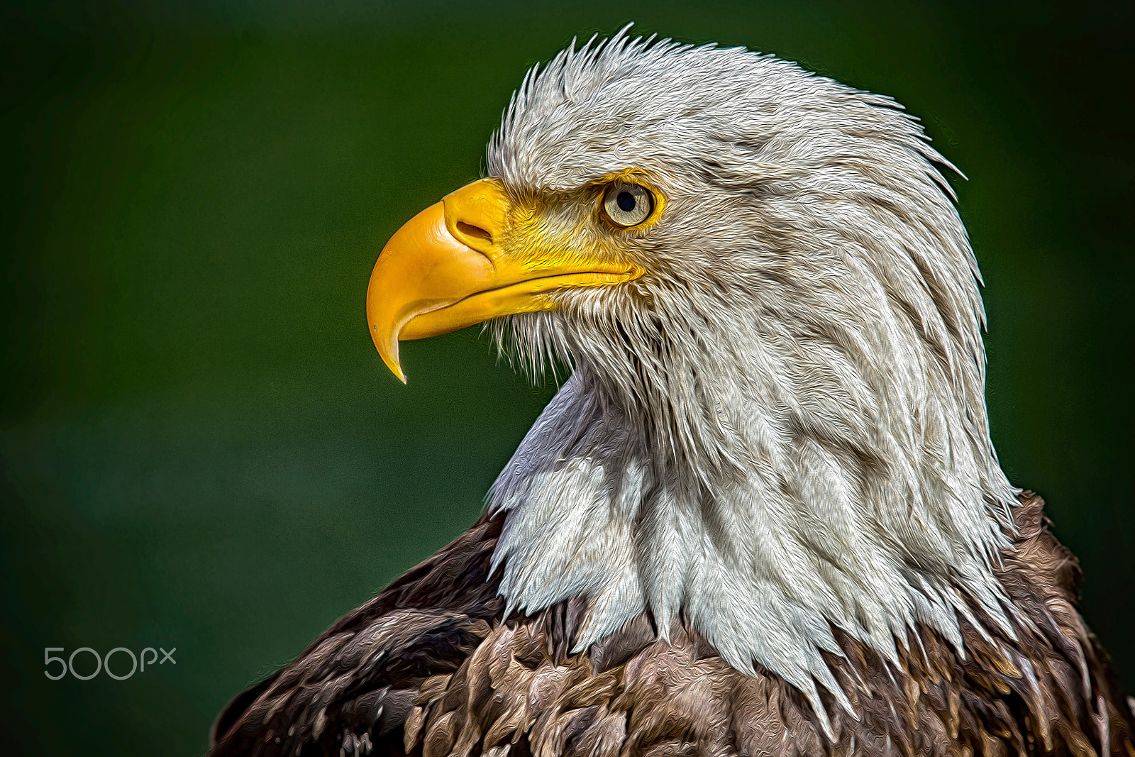 Sony SLT-A77 + Minolta/Sony AF 70-200mm F2.8 G sample photo. Eagle photography