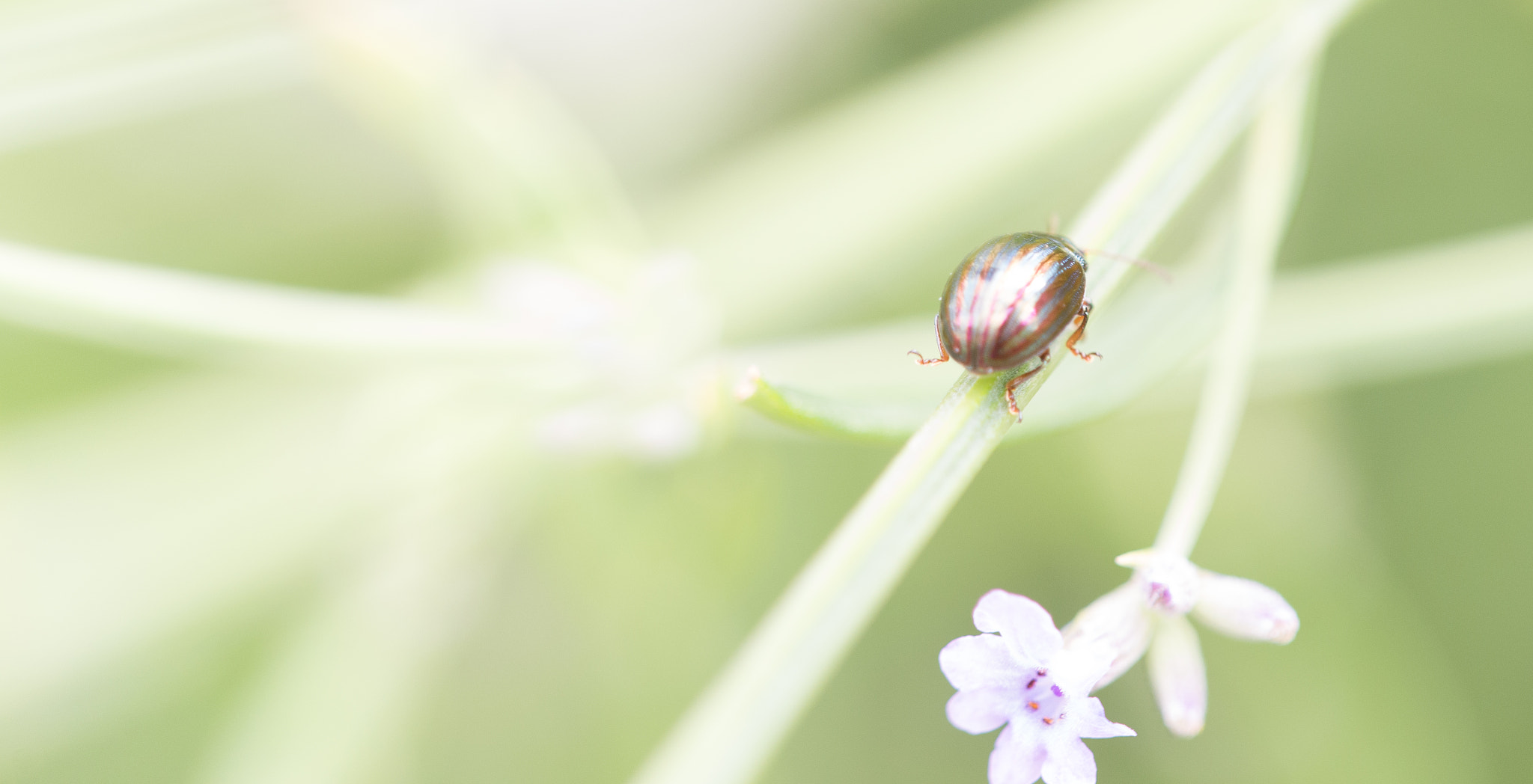 Sigma 150mm F2.8 EX DG Macro HSM sample photo. Ma cocinelle photography