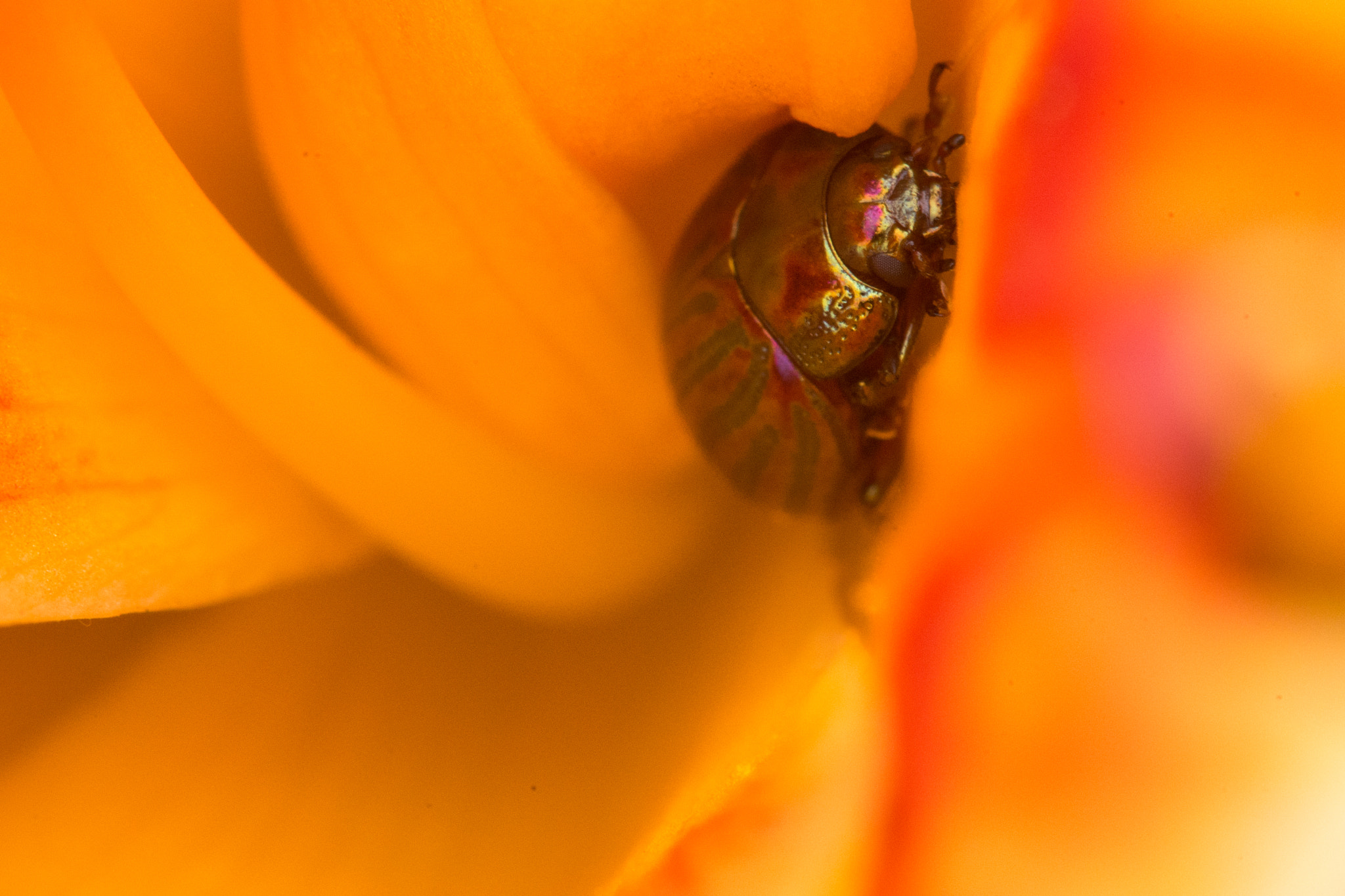 Sigma 150mm F2.8 EX DG Macro HSM sample photo. Je me cache photography