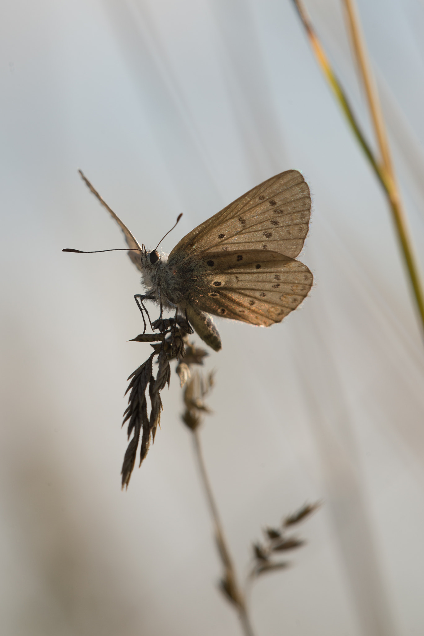 Sigma 150mm F2.8 EX DG Macro HSM sample photo. Papillon du soir... photography